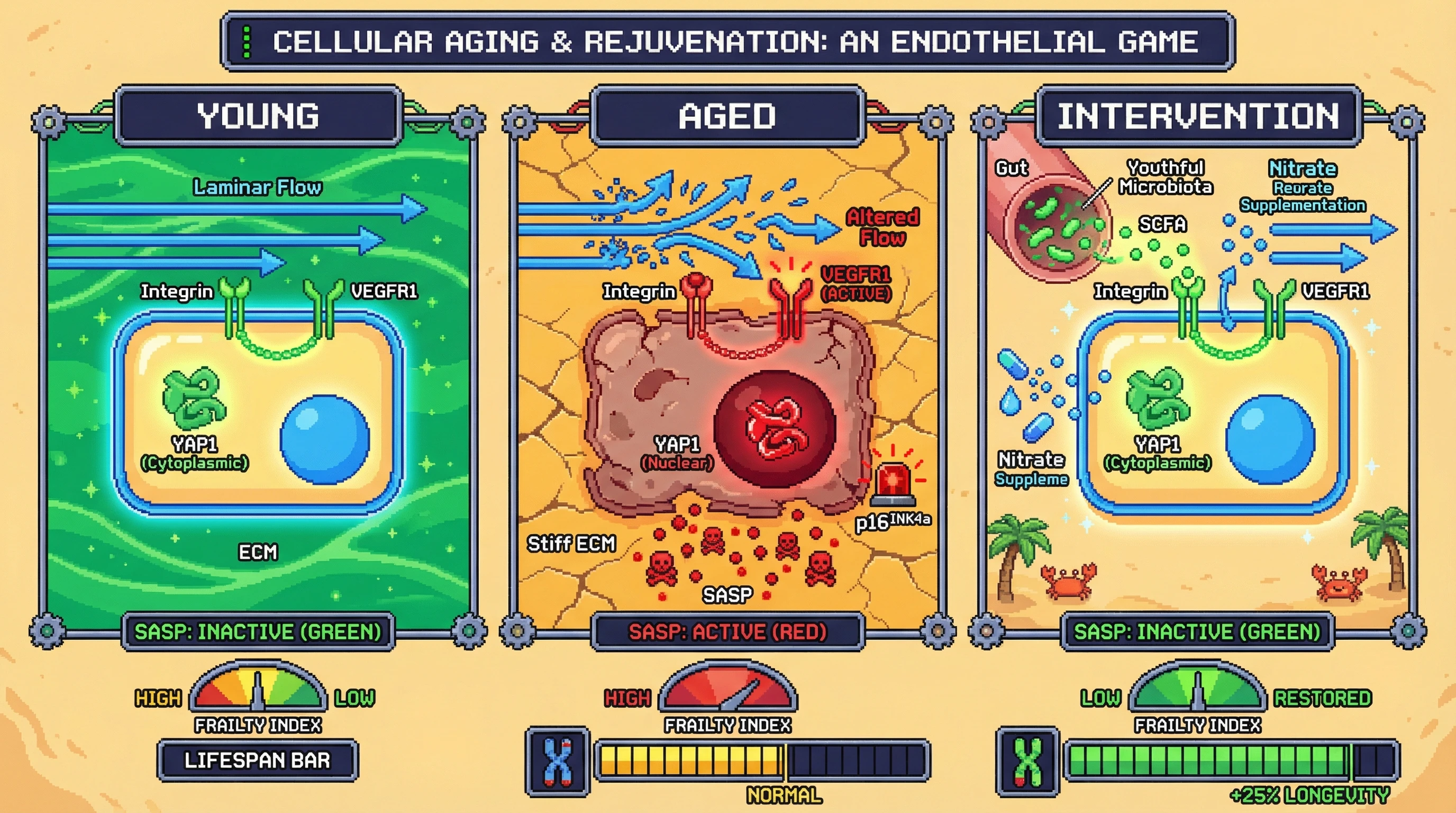 Infographic for: Negotiating with Evolution: Testing Whether Longevity Interventions Must Modulate a Conserved Senescence Program Rather Than Override It