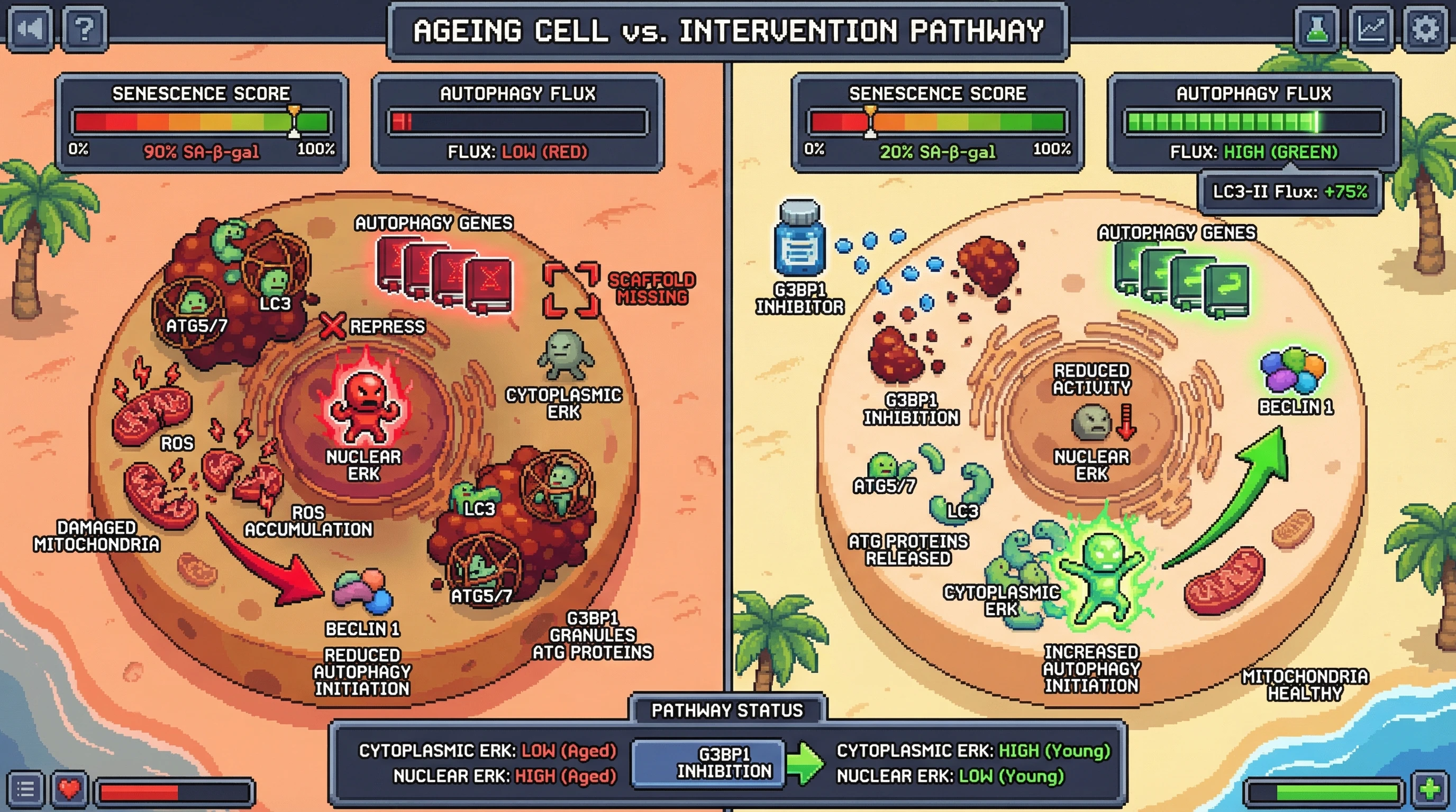 Mechanism: In aged cells, stress granules trap ATG proteins, reducing cytoplasmic ERK scaffolding and increasing nuclear ERK, which represses autophagy. Readout: Readout: Inhibiting stress granules restores cytoplasmic ERK activity, increasing LC3-II flux by 75% and reducing SA-β-gal positivity from 90% to 20%.