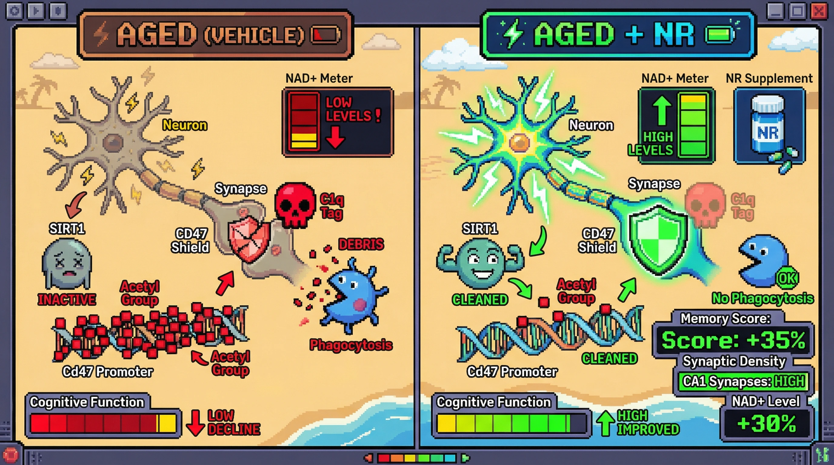 Infographic for: NAD+‑Dependent CD47 Upregulation Protects Active Neurons from Age‑Related Microglial Pruning