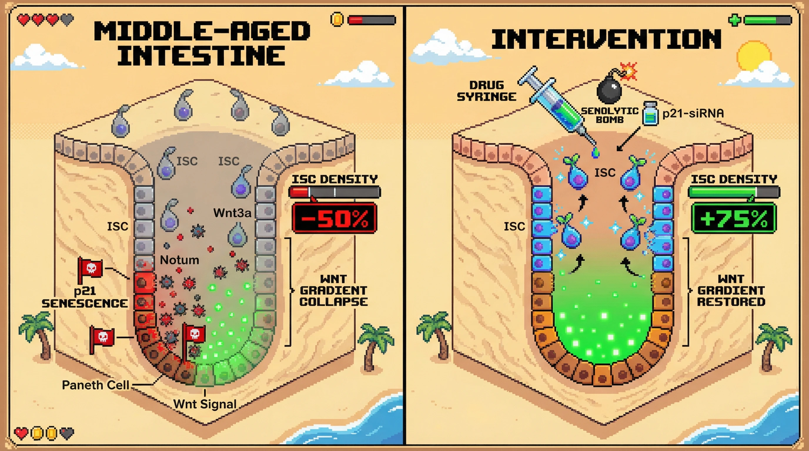 Infographic for: Senescent Paneth Cells Drive Wnt Gradient Collapse via Notum Secretion: A Middle‑Age Trigger for Intestinal Stem Cell Decline