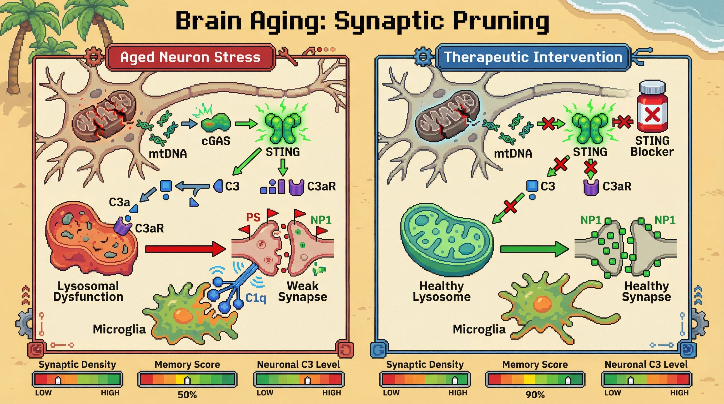 Infographic for: Neuronal mitochondrial DNA‑cGAS‑STING signaling initiates intracellular complement activation that primes synapses for microglial pruning in brain aging
