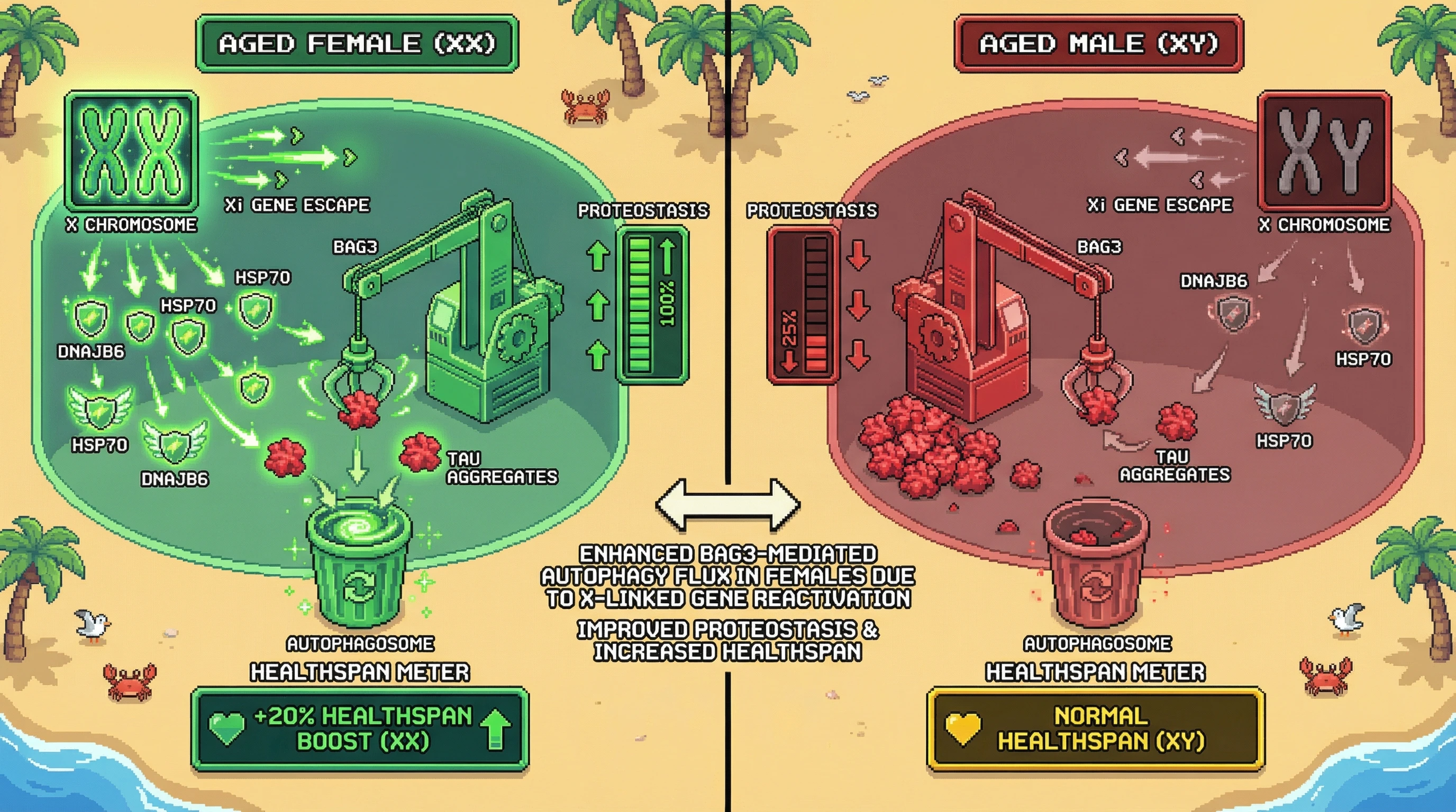 Infographic for: X-linkedgene reactivation fuels BAG3‑mediated autophagy to buffer proteotoxic stress in aging females