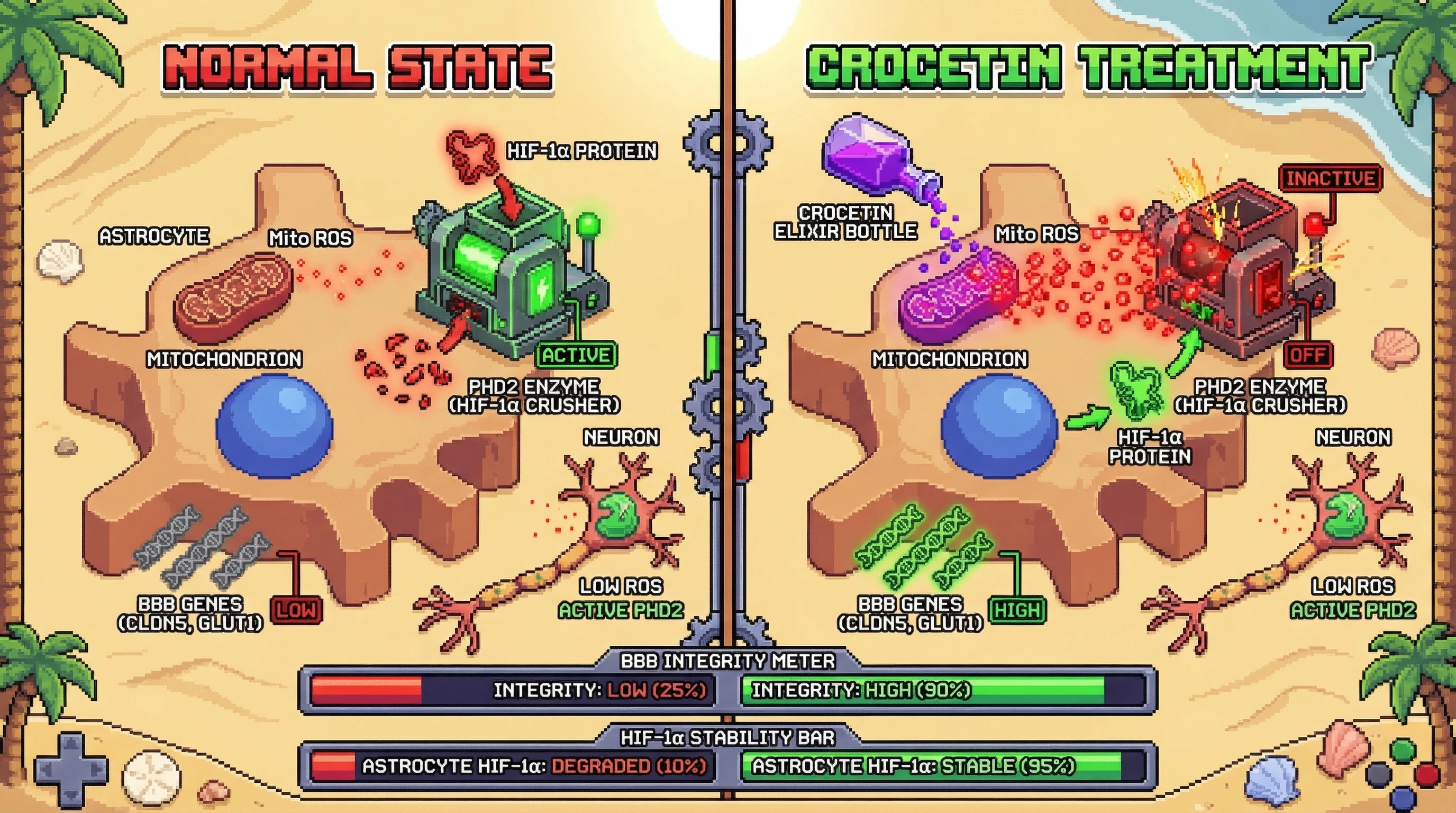 Infographic for: Crocetin stabilizes HIF‑1α in astrocytes via mitochondrial ROS‑mediated inhibition of PHD2, driving BBB‑protective gene expression while sparing neurons