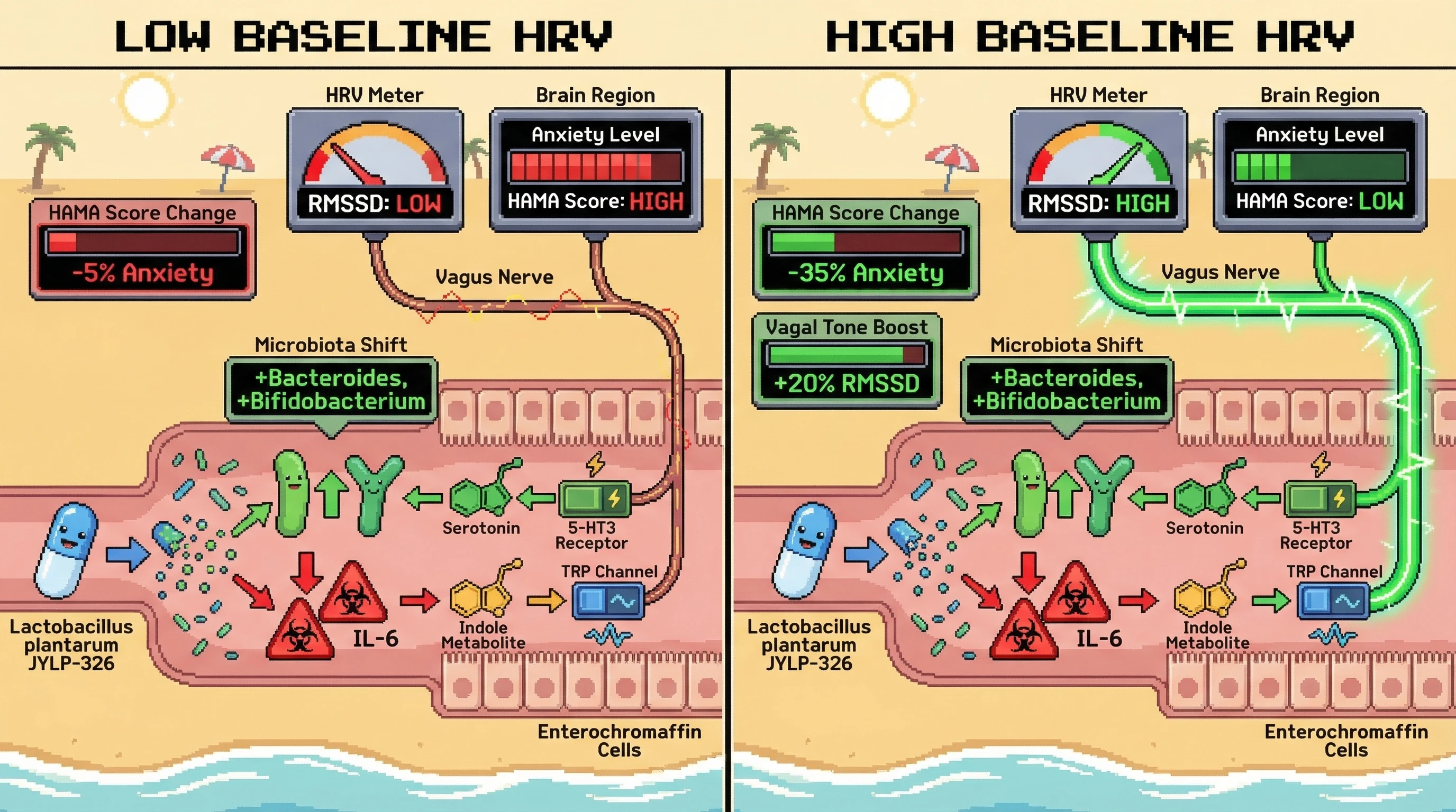 Mechanism: Lactobacillus plantarum JYLP-326 promotes beneficial gut microbiota and neuroactive metabolites, activating vagal afferents. Readout: Readout: High baseline HRV predicts a greater reduction in anxiety (HAMA score decreases by 35%) and an increase in vagal tone (RMSSD increases by 20%) after probiotic supplementation.