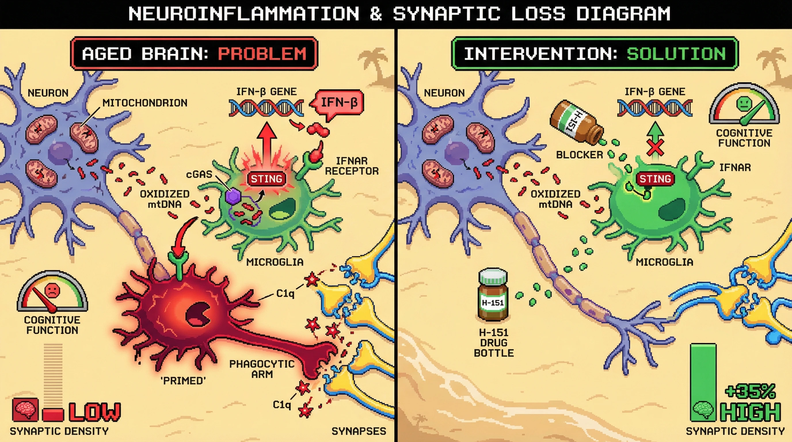 Infographic for: Mitochondrial DNA Damage Activates the cGAS-STING Pathway in Microglia to Drive Activity-Independent Complement-Mediated Synaptic Pruning During Brain Aging