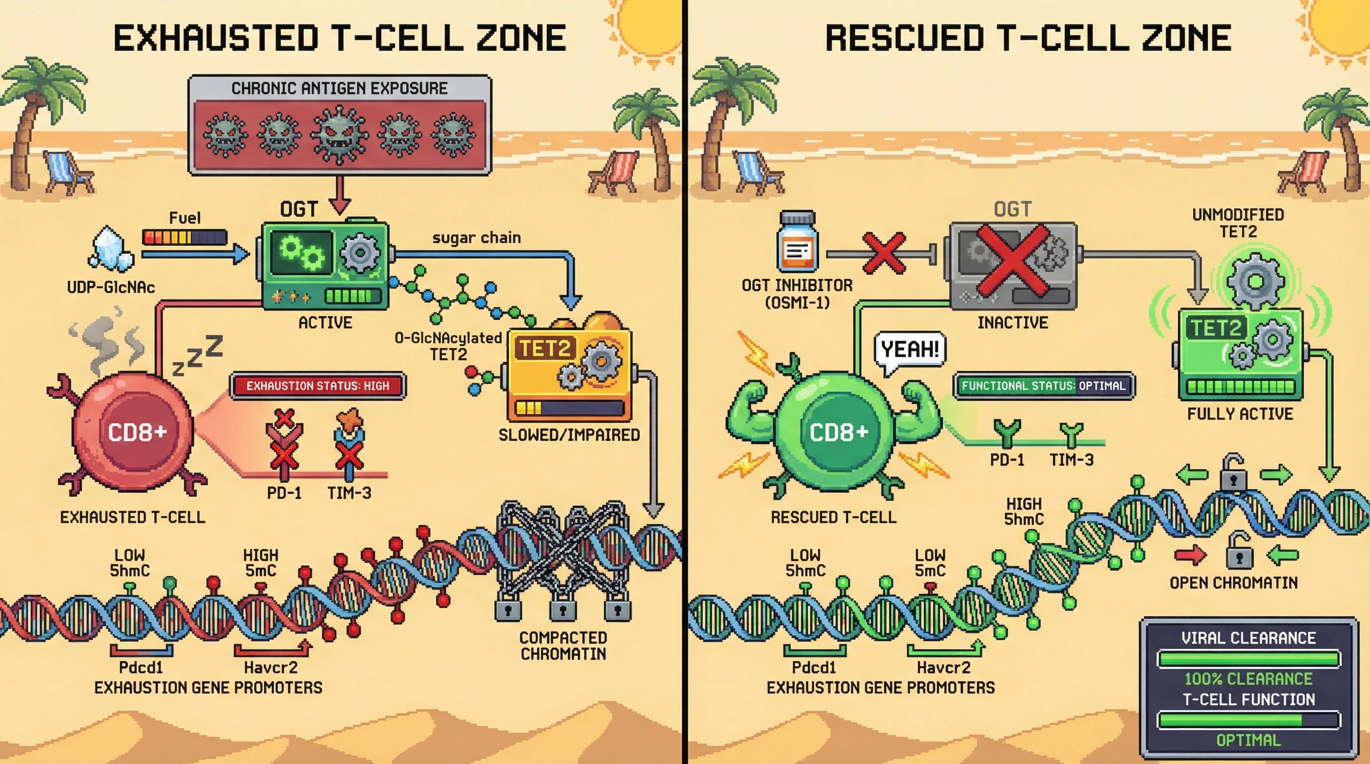Mechanism: Chronic antigen exposure activates OGT, which O-GlcNAcylates and impairs TET2 function, leading to reduced 5hmC at exhaustion gene promoters and T-cell dysfunction. Readout: Readout: OGT inhibition restores 5hmC at exhaustion loci, reduces PD-1/TIM-3 expression, and enhances viral clearance and T-cell function.