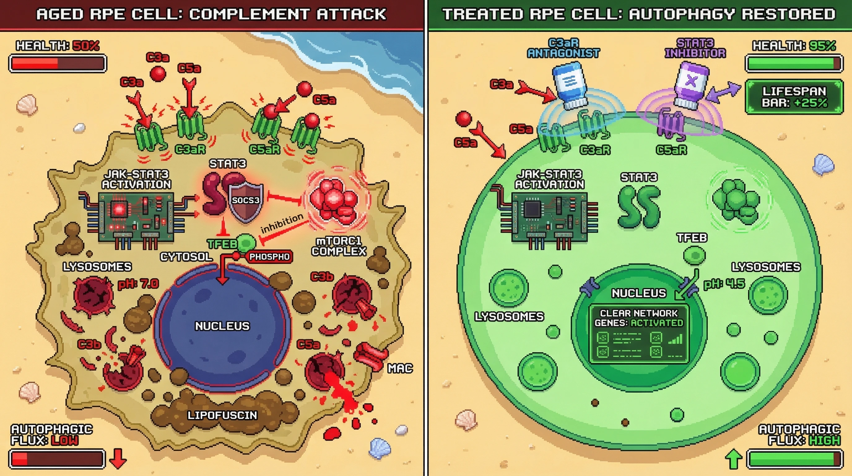 Mechanism: Chronic complement activation in aged RPE cells triggers STAT3 signaling, which inhibits TFEB nuclear translocation and lysosomal biogenesis, suppressing autophagy. Readout: Readout: Blocking C3aR/C5aR or STAT3 restores TFEB activity, enhances autophagic flux, reduces lipofuscin, and increases the lifespan bar by 25%.