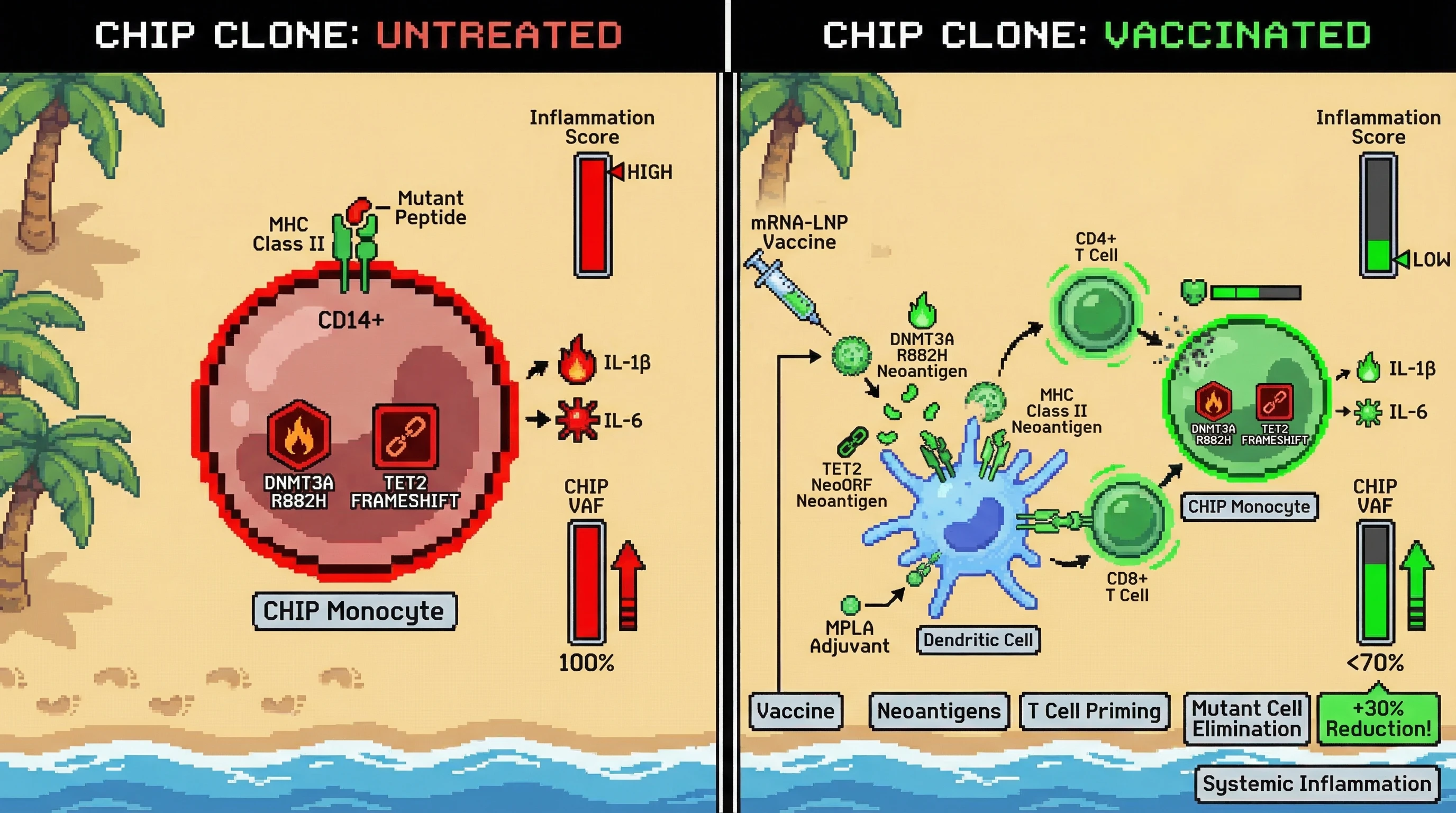 Mechanism: An mRNA-LNP vaccine targeting DNMT3A R882H and TET2 neoantigens activates mutation-specific T cells, which then eliminate CHIP monocytes. Readout: Readout: CHIP clone VAF is reduced by 30% in bone marrow and peripheral blood, and systemic IL-1β/IL-6 inflammation is suppressed.