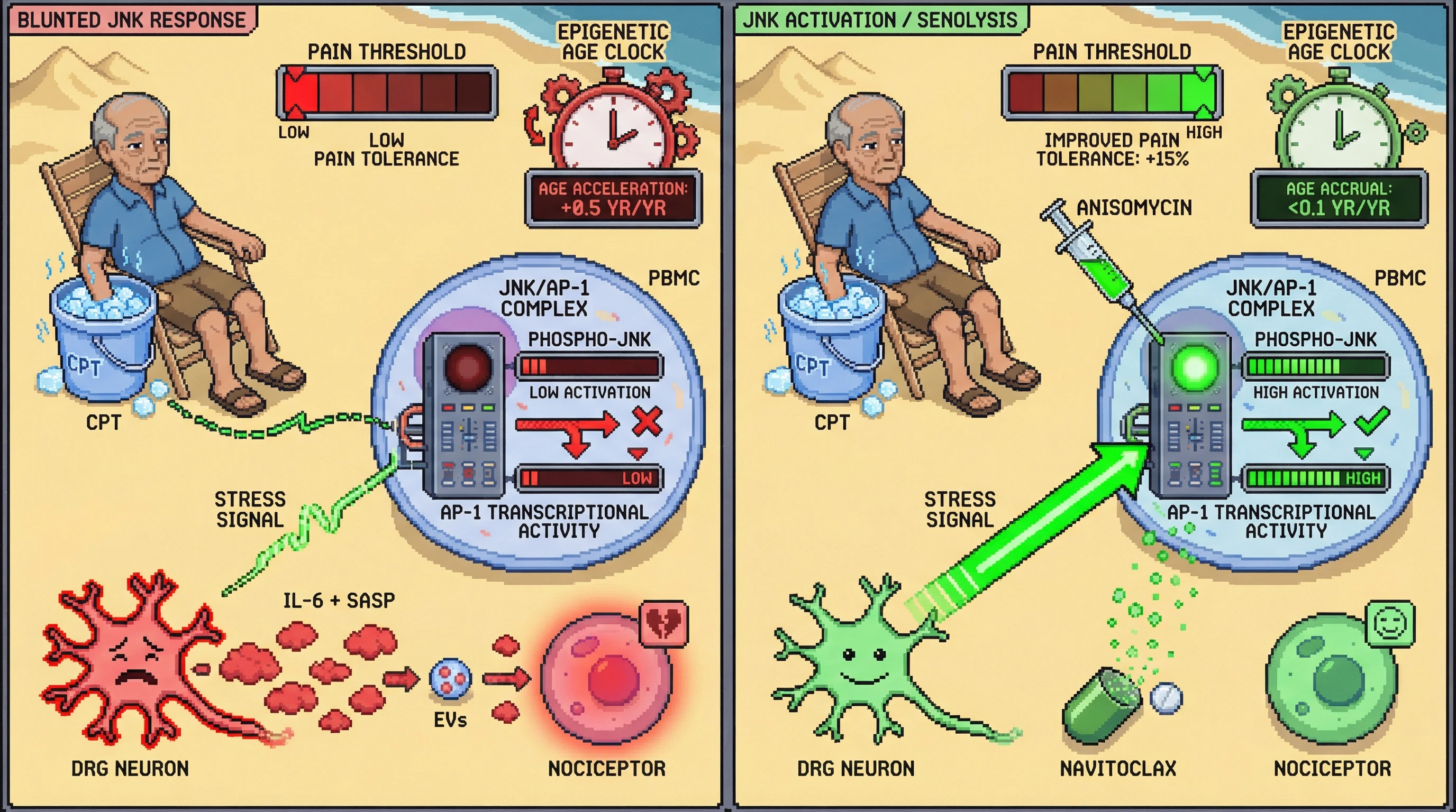 Mechanism: A blunted JNK/AP-1 stress response promotes senescent DRG neurons and accelerated epigenetic aging, while pharmacological JNK activation or senolysis restores the protective response. Readout: Readout: JNK activation increases by ≥30%, pain thresholds rise by ≥15%, and epigenetic age accrual slows significantly.