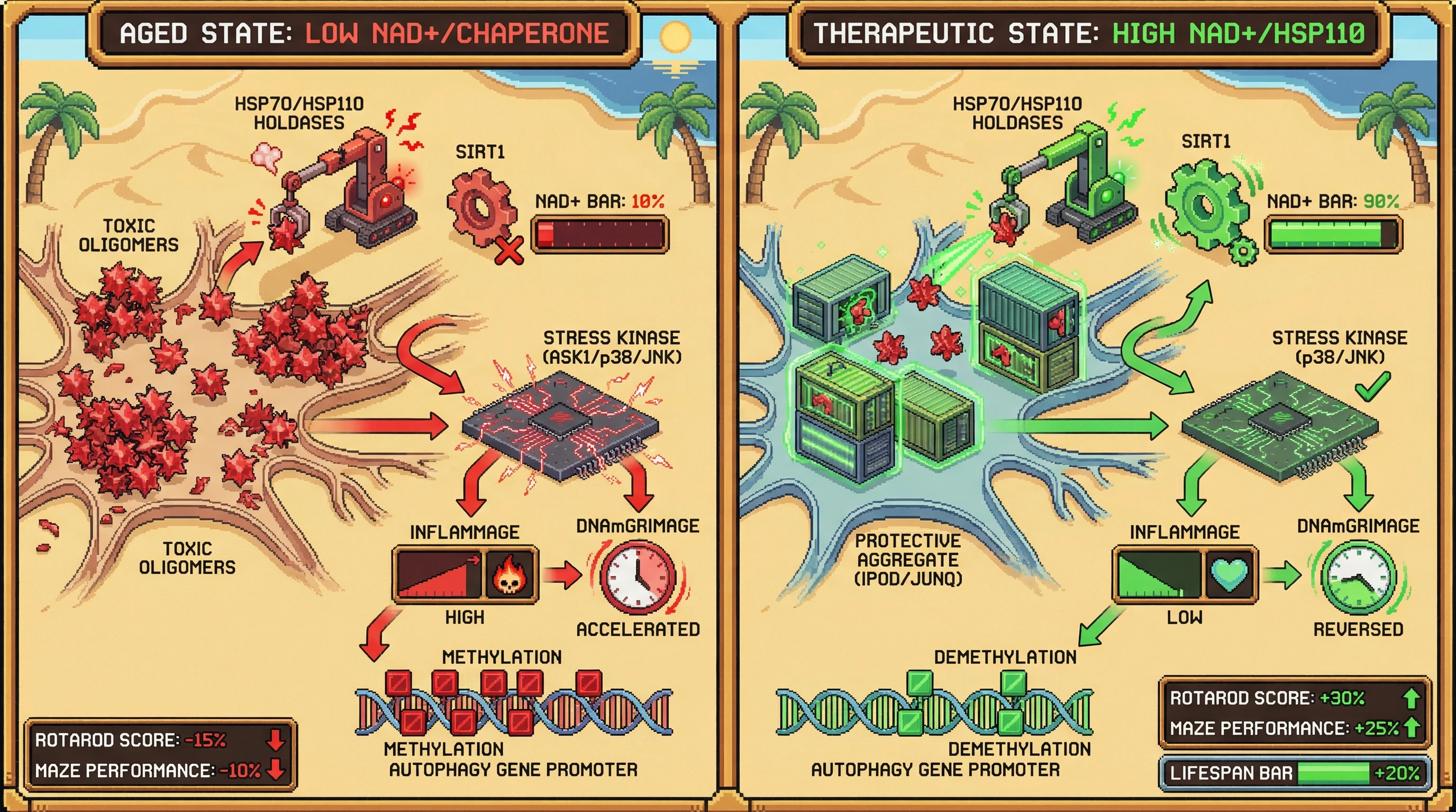 Infographic for: Protective Amyloidogenesis as a Chaperone‑Mediated Sink for Misfolded Proteins Links Epigenetic Age to Proteostasis Capacity