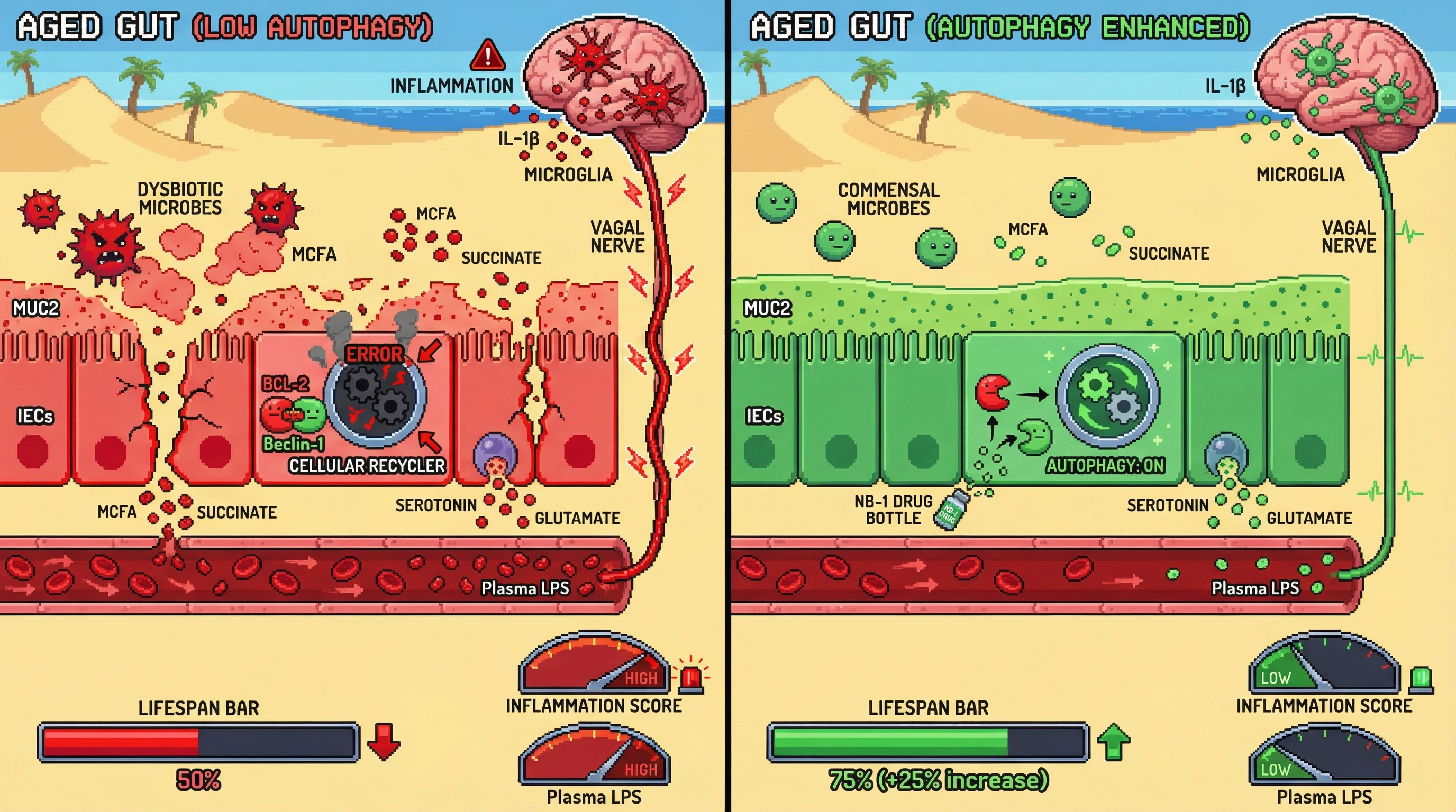 Mechanism: Enhancing autophagy in intestinal epithelial cells by disrupting the BCL-2-Beclin-1 interaction improves gut barrier integrity and reduces microbial metabolite translocation. Readout: Readout: This leads to decreased vagal afferent signaling, reduced neuroinflammation (lower hippocampal IL-1β), and a projected increase in lifespan (+25%).