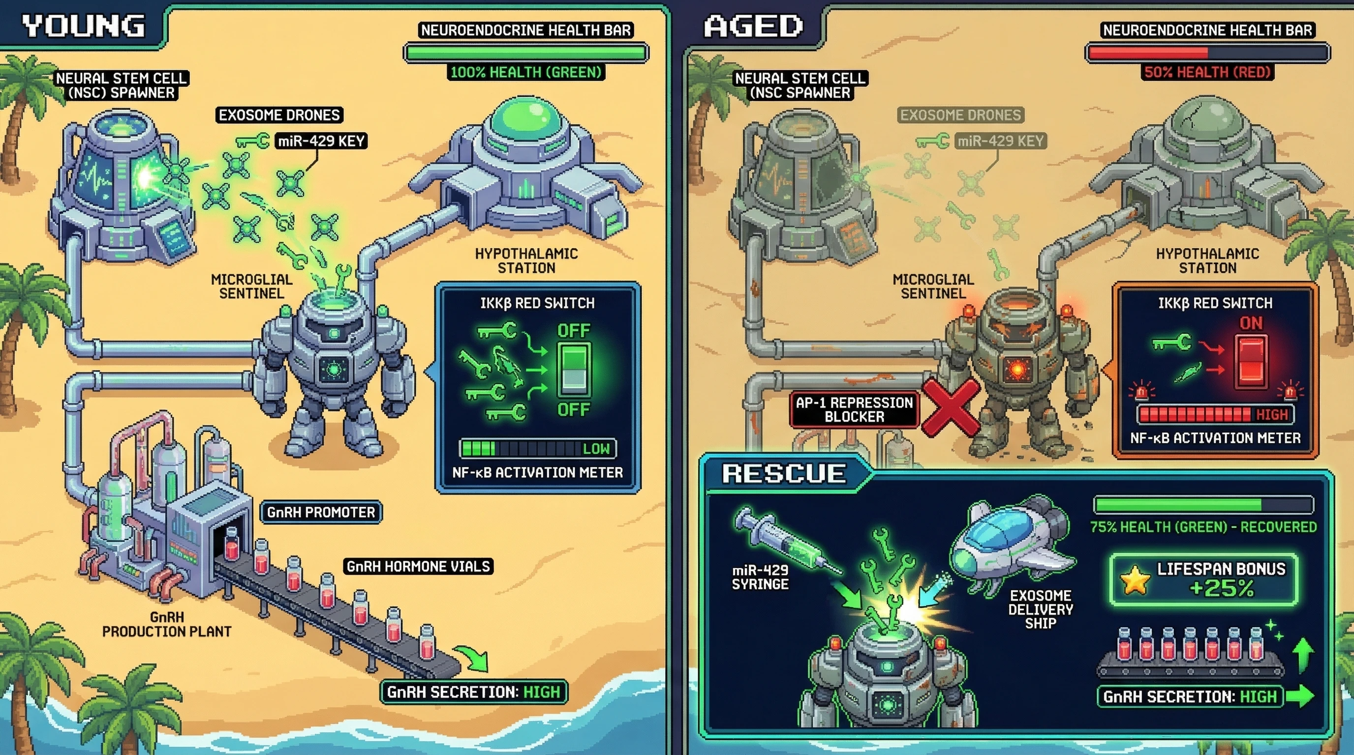 Infographic for: Microglial IKKβ as the Missing Link Between Hypothalamic NSC Exosomal miRNA Decline and Age‑Related GnRH Suppression