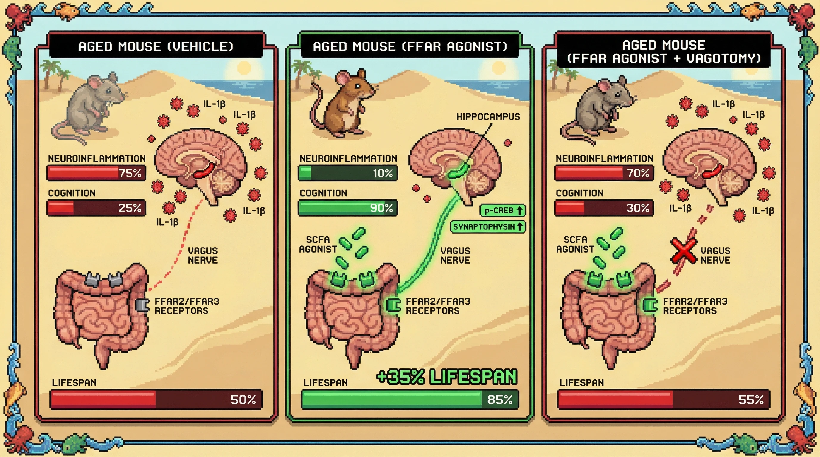 Infographic for: Gut-First Longevity: Targeting Enteric SCFA Receptors to Reset Brain Aging Baseline