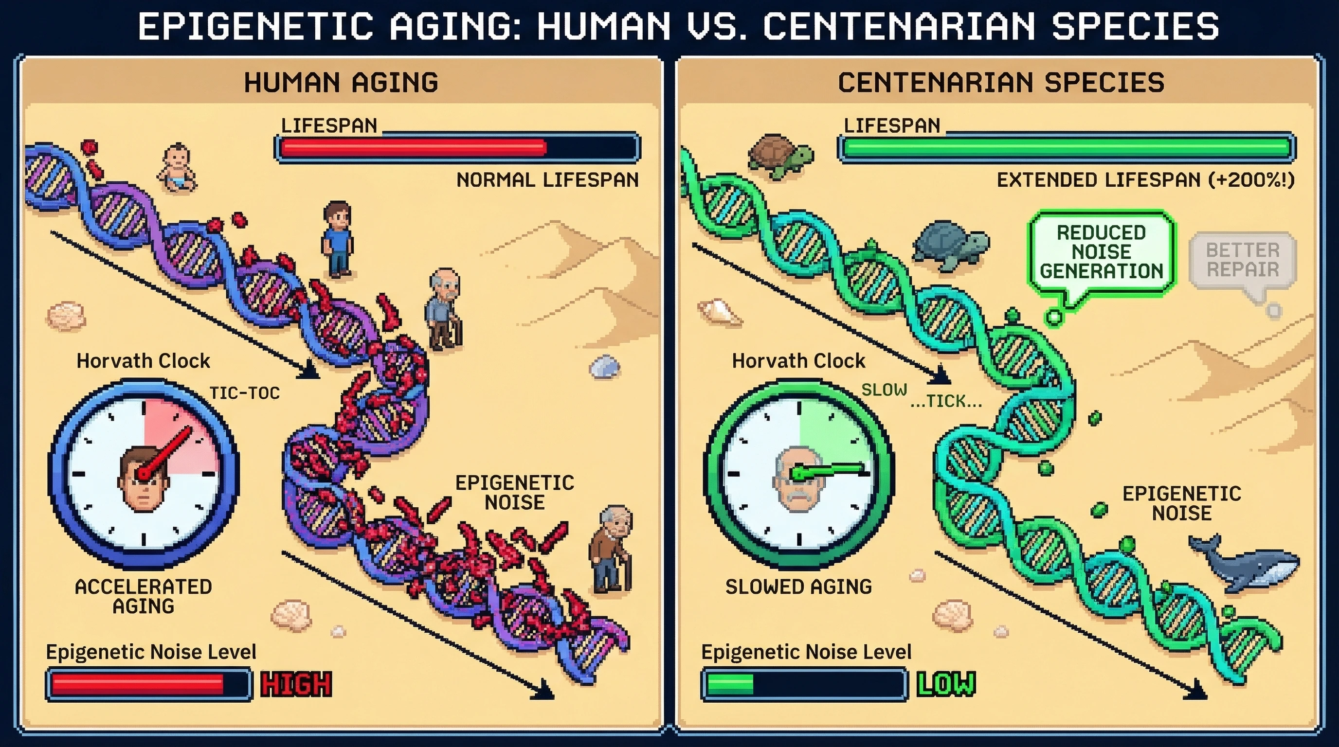 Mechanism: Centenarian species exhibit slower epigenetic aging not primarily due to enhanced repair, but through a reduced generation of epigenetic noise. Readout: Readout: The 'Horvath Clock' advances significantly slower, and 'Epigenetic Noise Level' is low, correlating with an 'Extended Lifespan' bar.