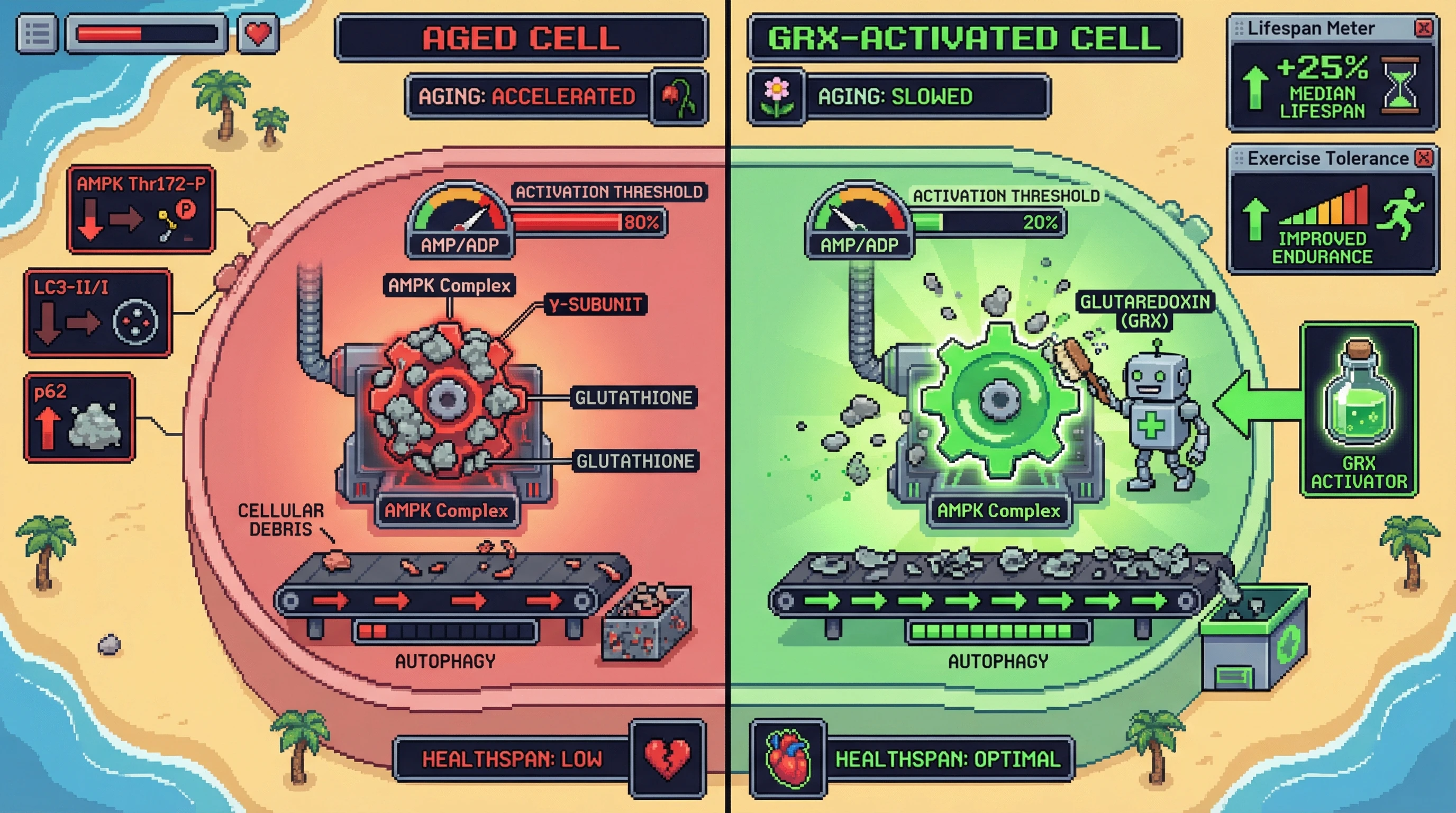 Mechanism: Age-related S-glutathionylation of the AMPK γ subunit raises its activation threshold, blunting AMPK activity and reducing autophagy. Readout: Readout: Restoring Glutaredoxin (Grx) activity removes this modification, increasing AMPK sensitivity, boosting autophagy markers (LC3-II/I, p62), and extending median lifespan by 25%.