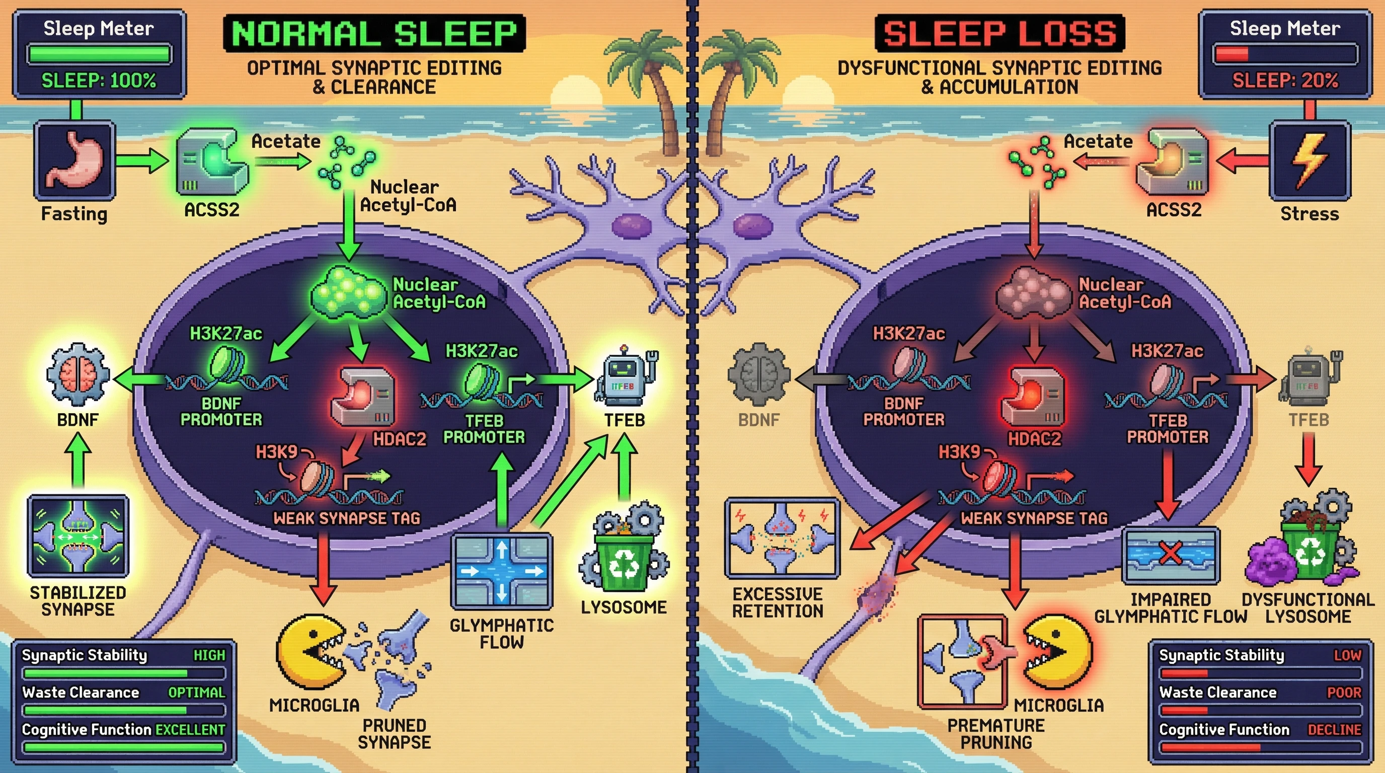 Infographic for: Sleep-Dependent Nuclear Acetyl-CoA Acts as a Bistable Epigenetic Switch That Couples Synaptic Selection to Glymphatic‑Autophagic Clearance