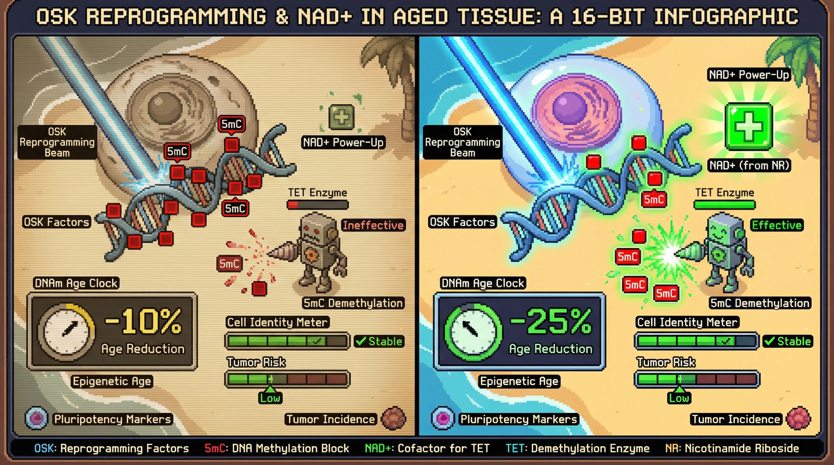 Infographic for: NAD+ Modulates the Epigenetic Reset Efficacy of Transient OSK Reprogramming in Aged Tissues