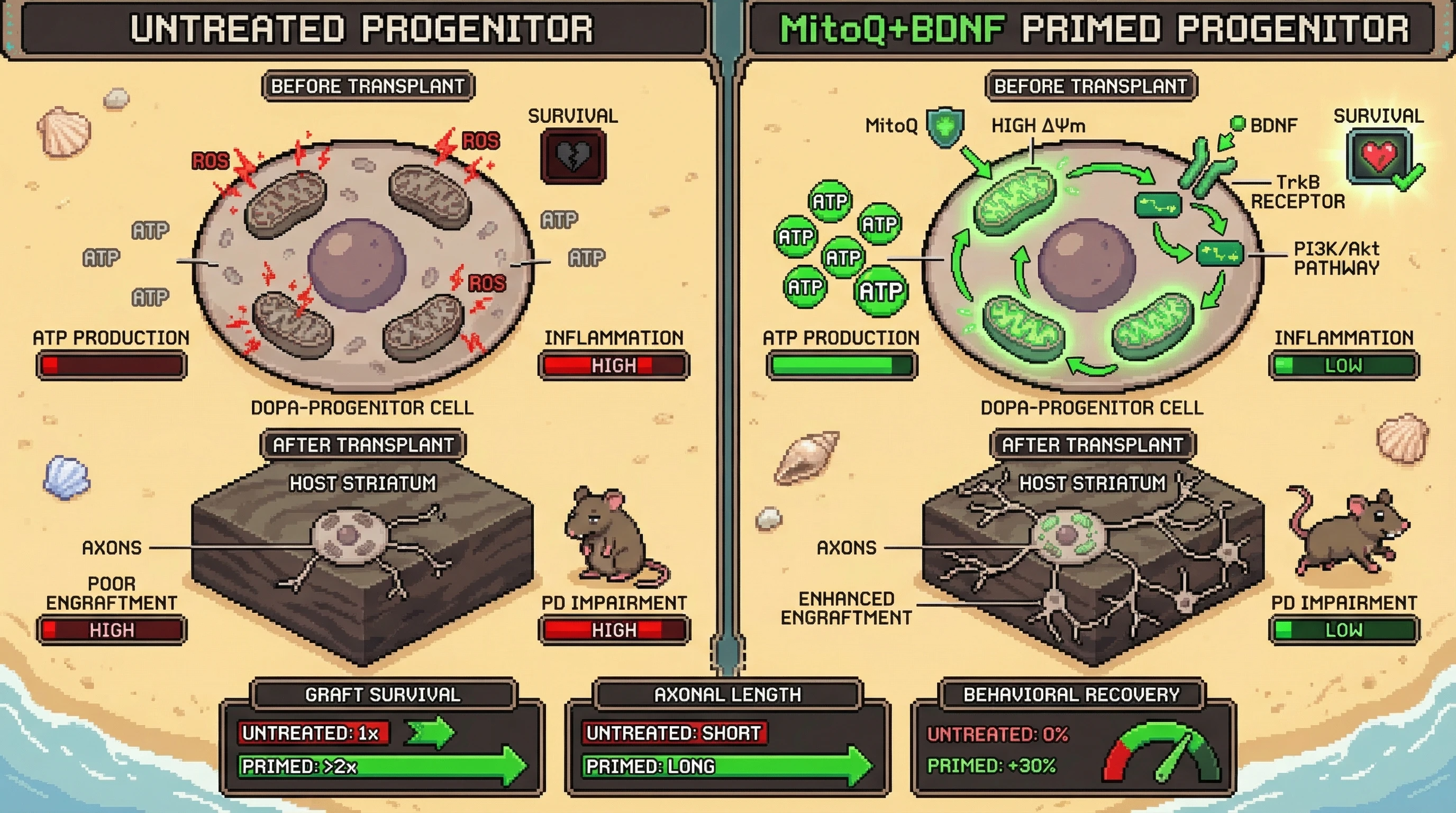 Infographic for: Pre‑transplant Mitochondrial Priming Enhances Engraftment and Function of iPSC‑Derived Dopaminergic Progenitors in Parkinson’s Disease