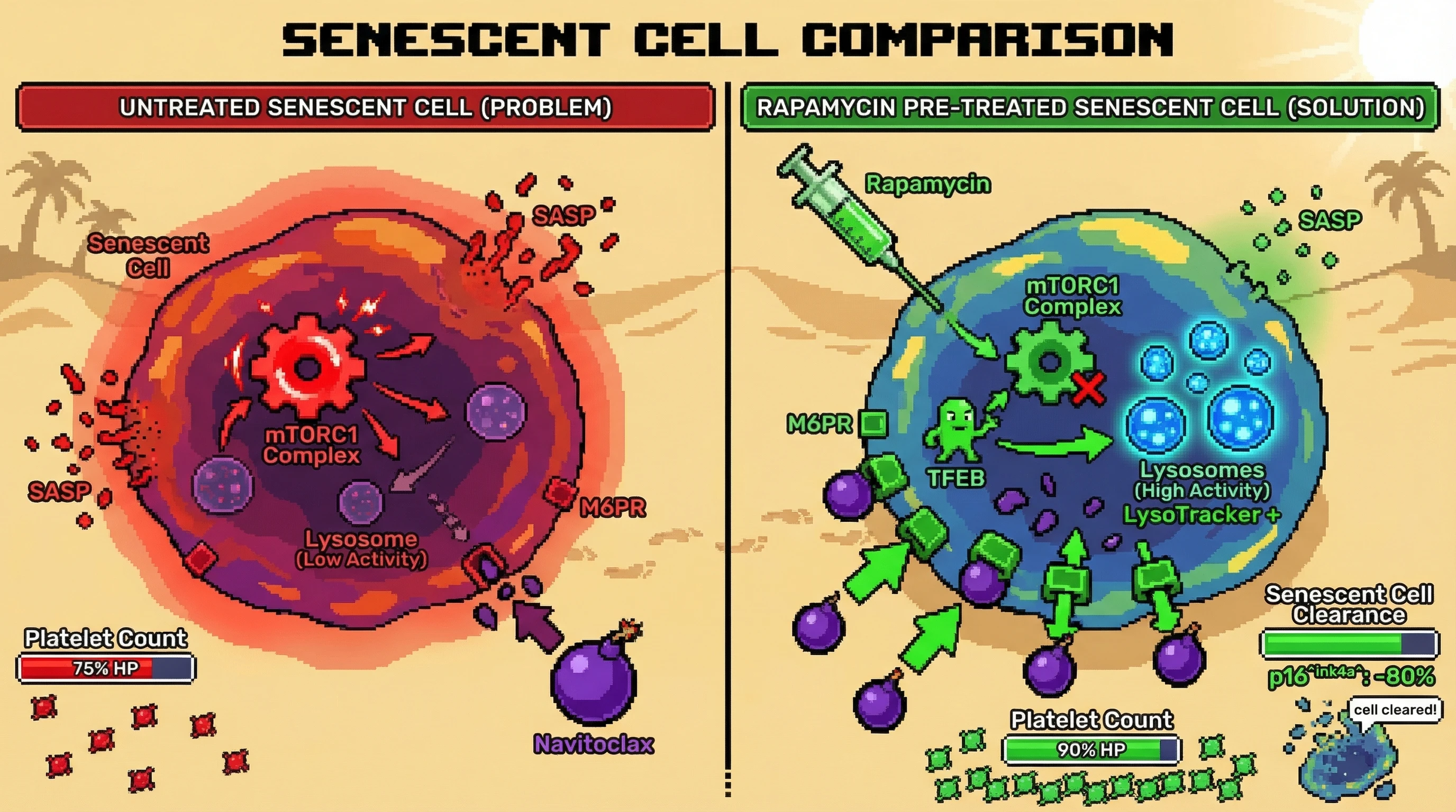 Mechanism: Rapamycin inhibits mTORC1 in senescent cells, leading to increased lysosomal activity and M6PR expression, which enhances subsequent navitoclax uptake and cytotoxicity. Readout: Readout: Senescent cell clearance (p16^Ink4a^) is significantly improved, and off-target platelet reduction is mitigated.