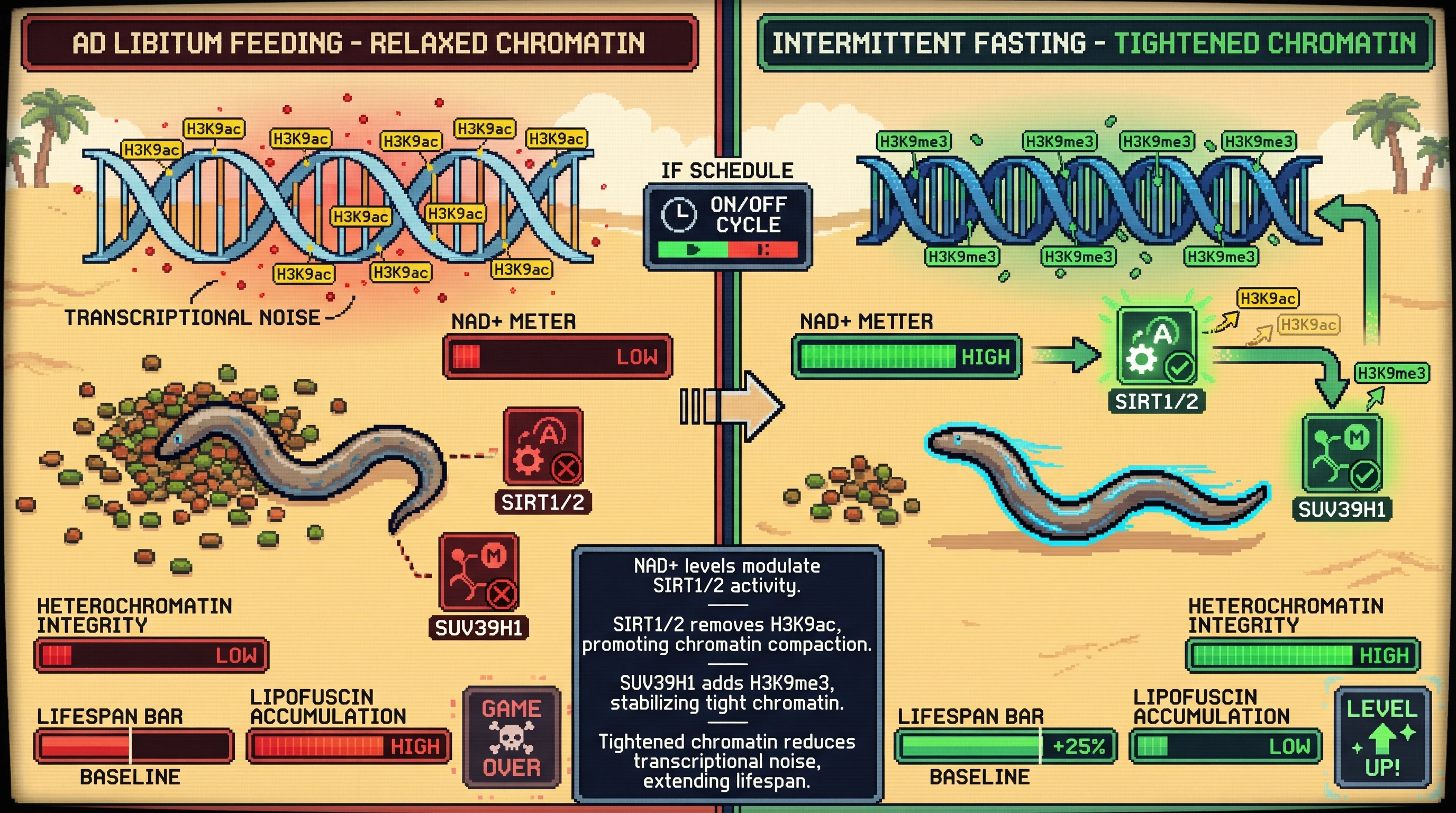 Infographic for: Hormesis sustains heterochromatin integrity through periodic threat‑induced HDAC activation, not by inducing permanent repair