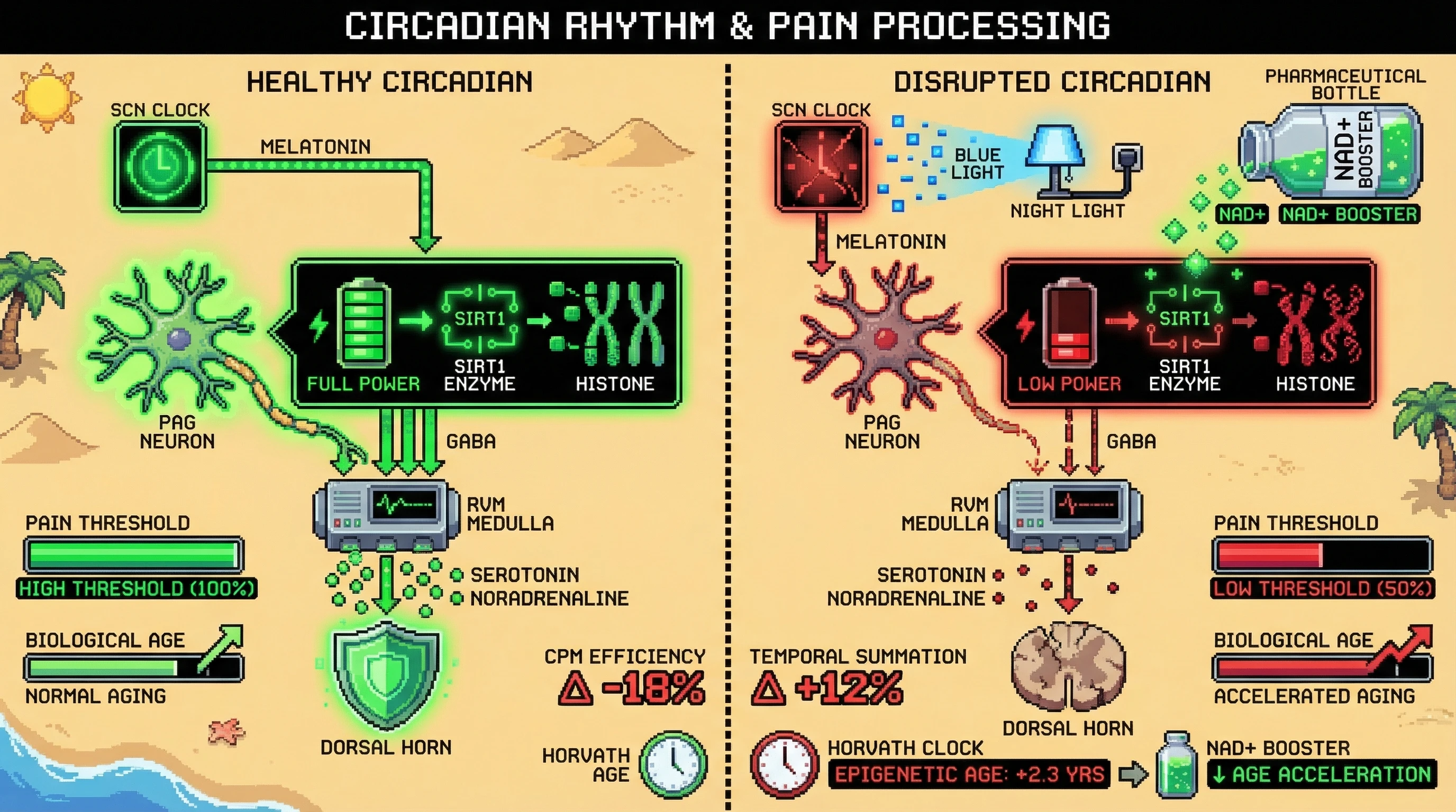 Mechanism: Circadian disruption weakens SCN-PAG signaling, reducing NAD+/SIRT1 activity and descending pain inhibition. Readout: Readout: This leads to lower pain thresholds, increased temporal summation, and accelerated epigenetic aging by 2.3 years, which can be attenuated by NAD+ elevation.