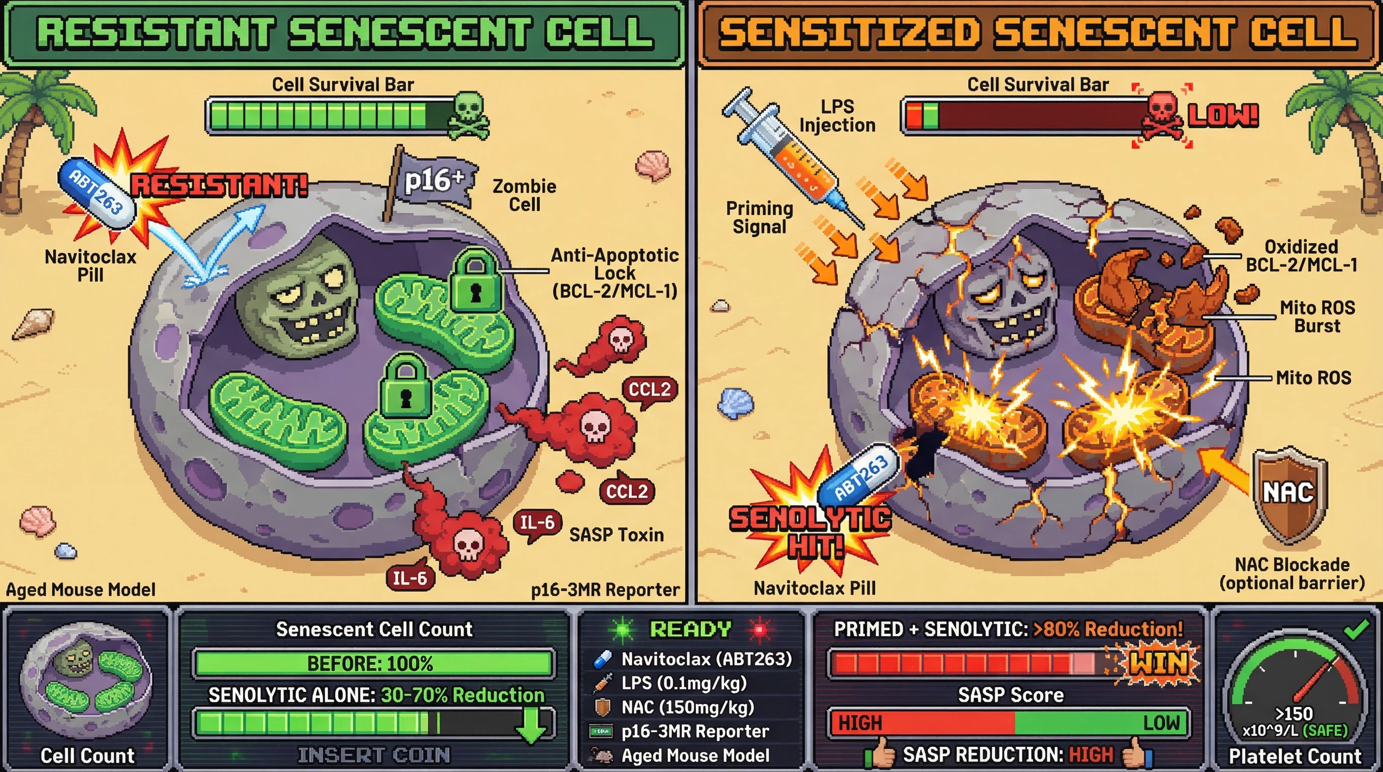 Infographic for: Infection‑Primed Senescence Sensitization via Mitochondrial ROS Burst Enhances Selective Senolytic Clearance