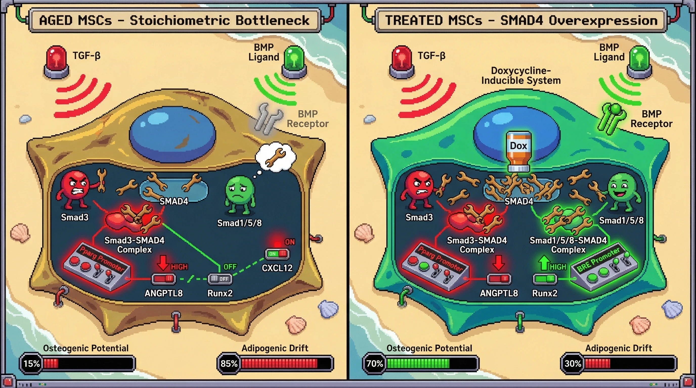Infographic for: Competitive SMAD4 Sequestration: The Intracellular Stoichiometric Bottleneck Driving MSC Adipogenic Drift