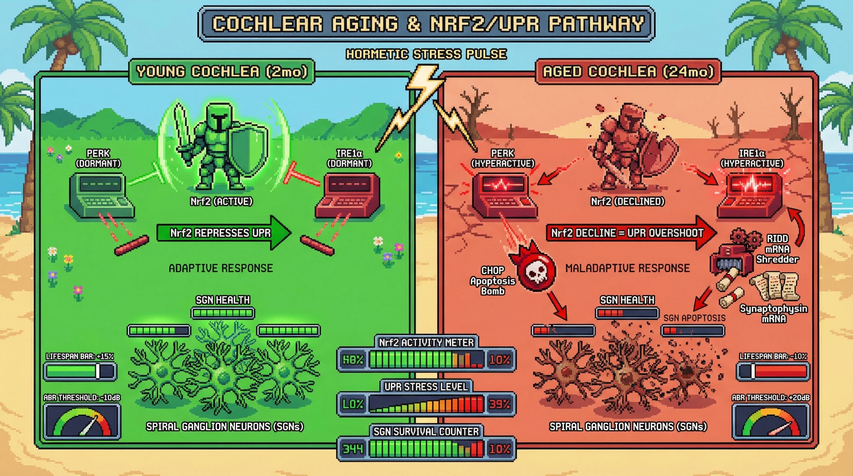 Infographic for: Age‑Dependent Switch from Hormetic Protection to Maladaptive UPR Activation in the Cochlea