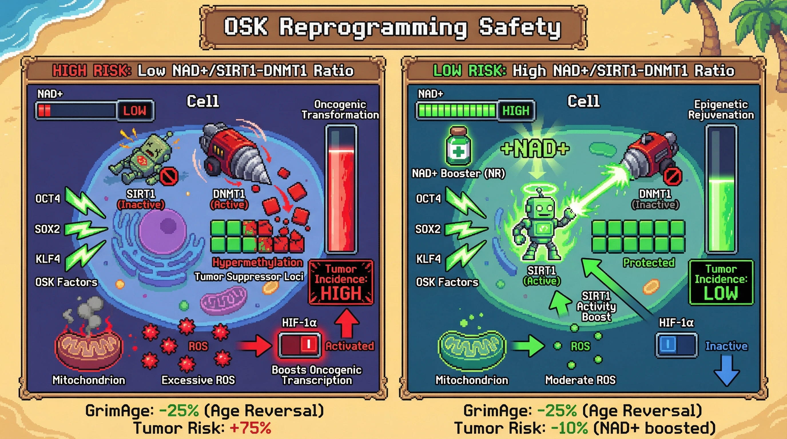 Mechanism: A high NAD+/SIRT1-DNMT1 ratio promotes safe epigenetic rejuvenation during OSK exposure by limiting DNMT1 activity, while a low ratio permits oncogenic transformation. Readout: Readout: High-index mice show age-reversal without tumors, whereas low-index mice develop neoplasms, a risk mitigated by NAD+ supplementation.