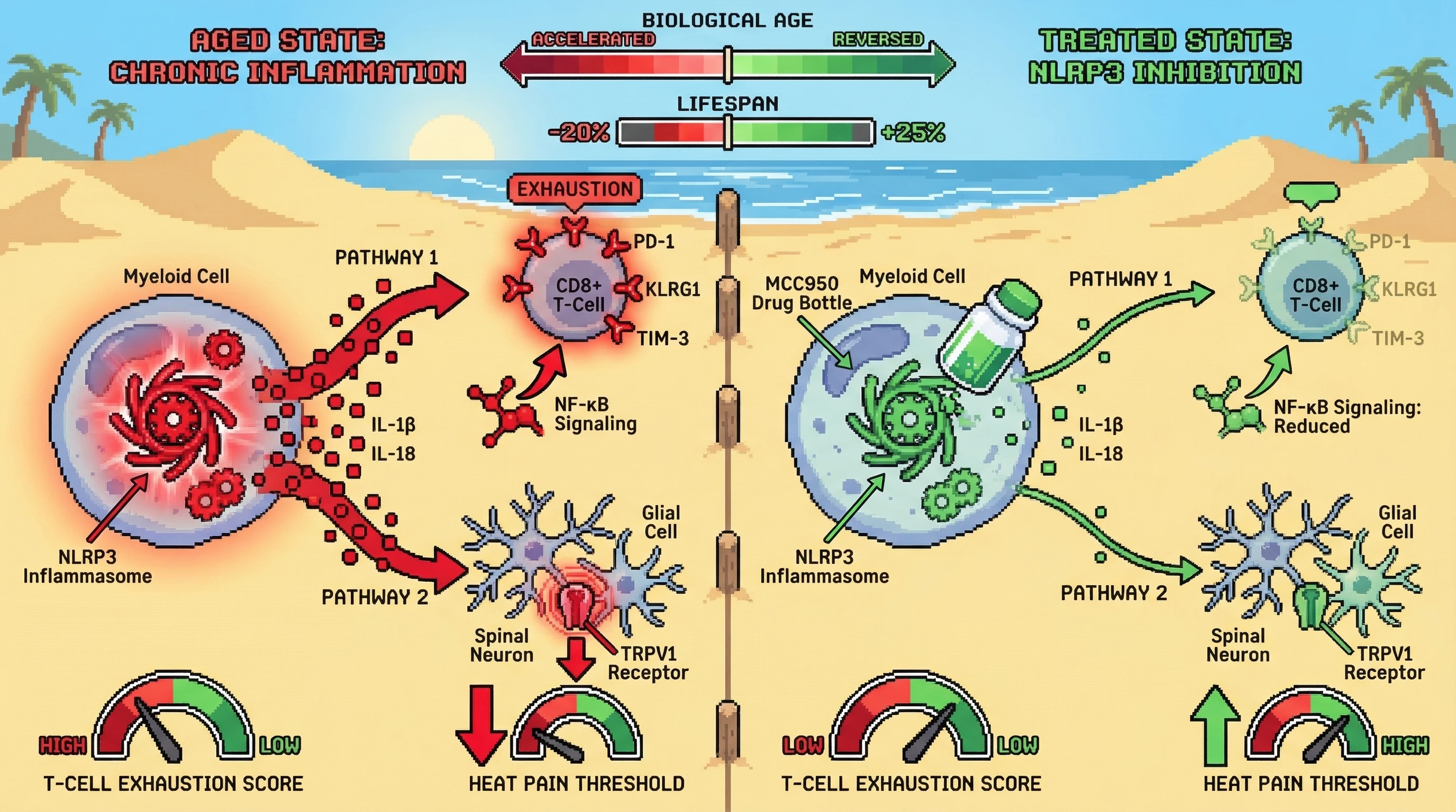 Mechanism: Chronic NLRP3 inflammasome activation drives T-cell exhaustion and lowers heat pain threshold through IL-1β/NF-κB signaling and TRPV1 sensitization. Readout: Readout: Pharmacological NLRP3 inhibition reverses T-cell exhaustion markers and increases heat pain threshold, correlating with improved biological age metrics.