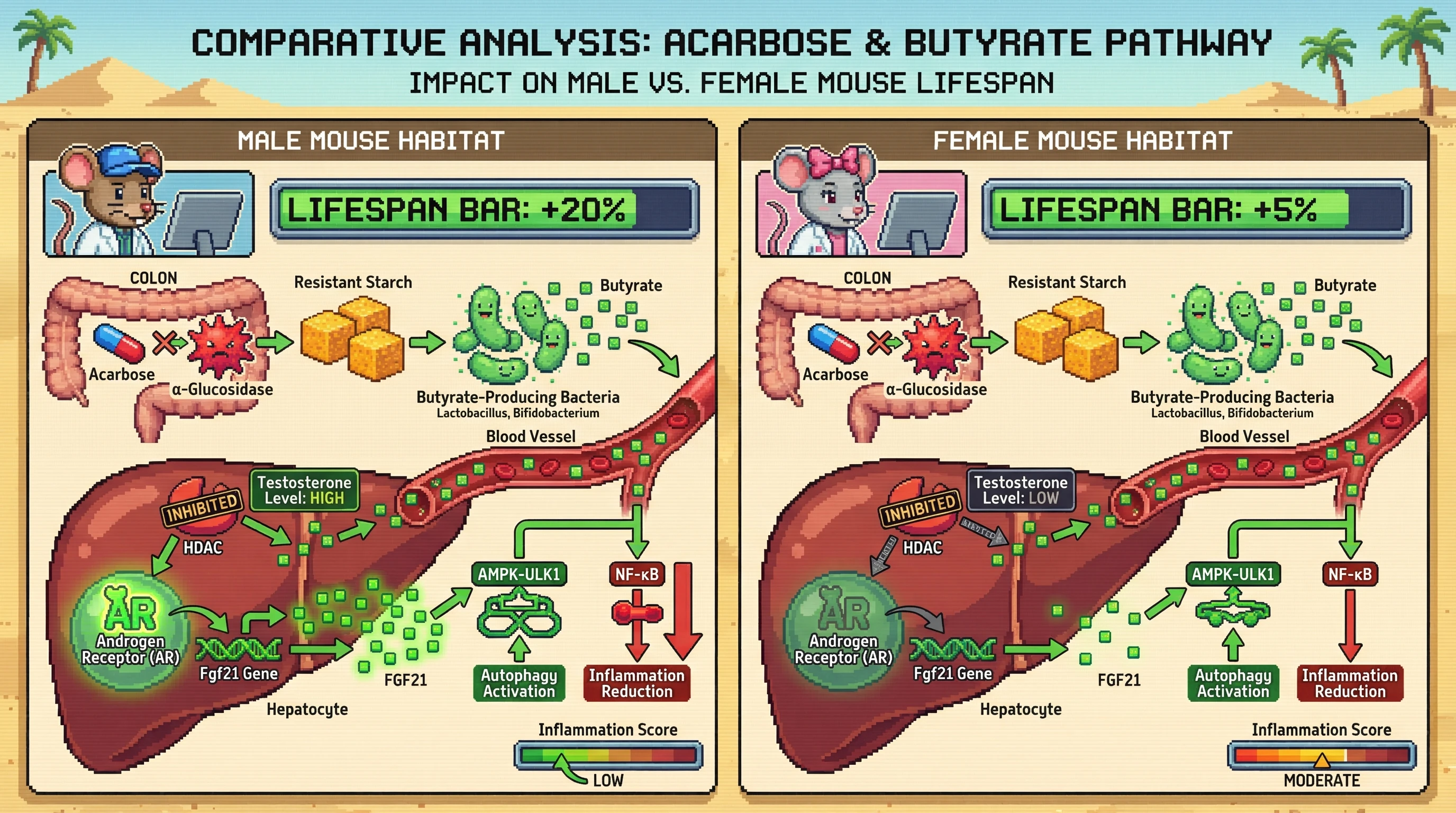 Mechanism: Acarbose increases colonic butyrate, which inhibits HDAC and activates hepatic androgen receptors to upregulate FGF21, stimulating autophagy and reducing inflammation, primarily in males. Readout: Readout: Male mice show a +20% lifespan extension and low inflammation, whereas females exhibit only a +5% lifespan gain due to lower androgen signaling.
