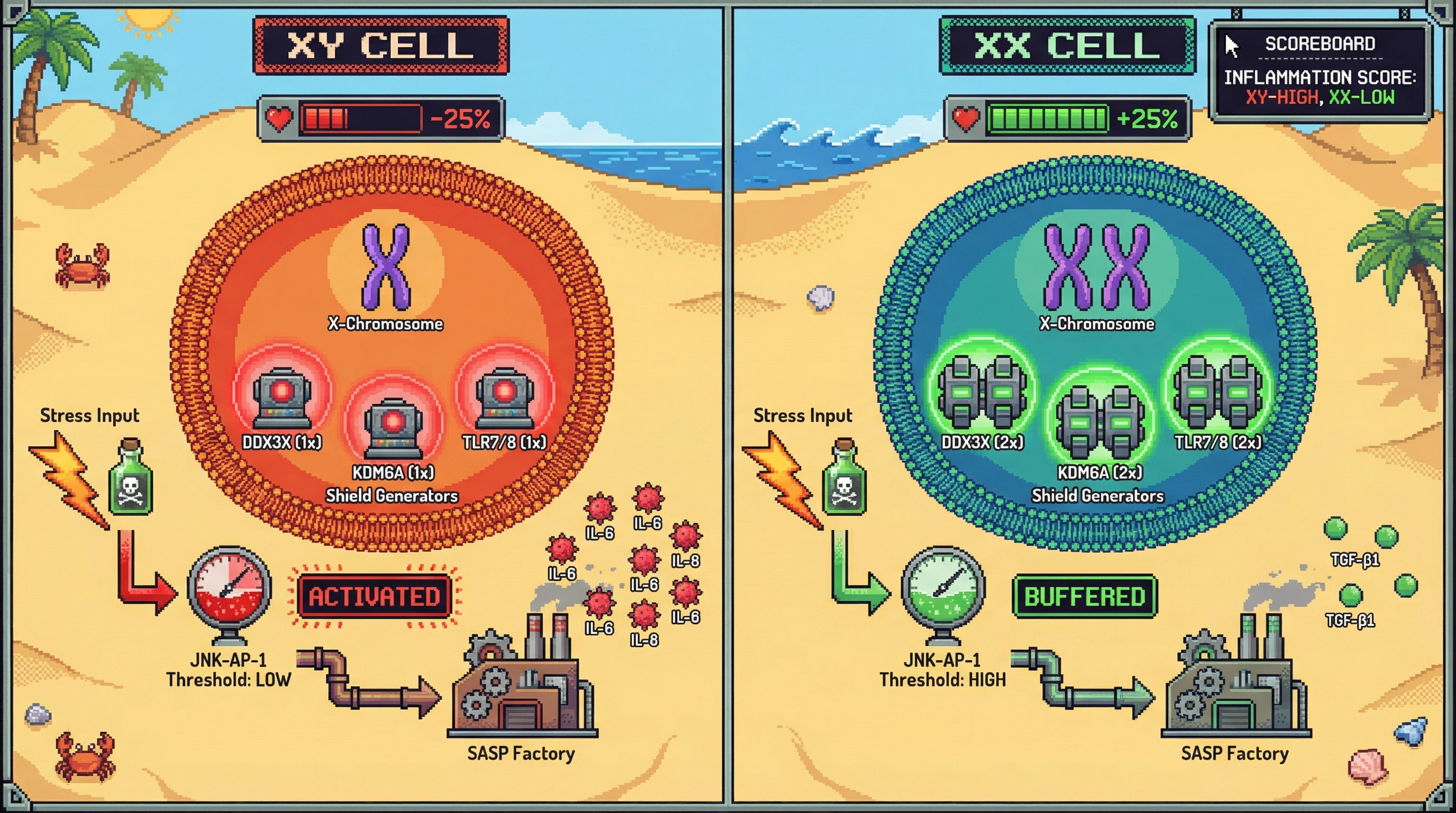 Mechanism: Increased dosage of X-linked escape genes (DDX3X, KDM6A, TLR7/8) in XX cells buffers the JNK-AP-1 signaling pathway, raising the stress threshold for pro-inflammatory SASP activation. Readout: Readout: This leads to reduced IL-6/IL-8 secretion, increased TGF-β1, and an extended replicative lifespan, indicated by a +25% lifespan bar.