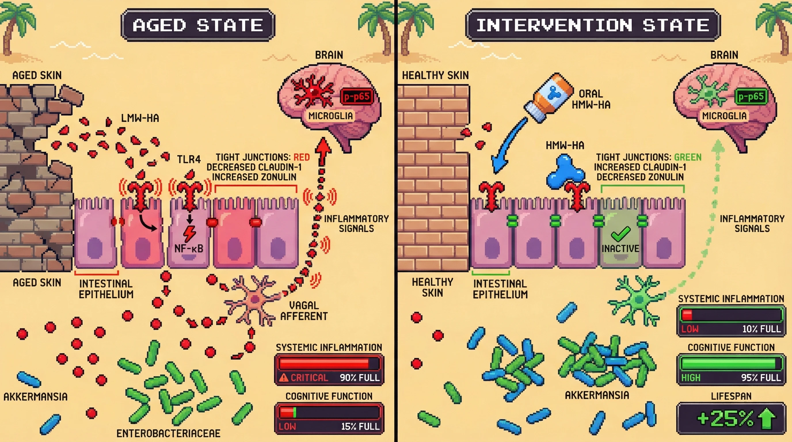 Mechanism: Circulating low-molecular-weight hyaluronan (LMW-HA) from aged skin activates intestinal TLR4, causing gut leakiness and vagal afferent activation, which drives neuroinflammation. Readout: Readout: Oral high-molecular-weight hyaluronan (HMW-HA) or a TLR4 antagonist reduces gut permeability, shifts microbiome composition, dampens vagal signaling, decreases neuroinflammation, and extends lifespan.