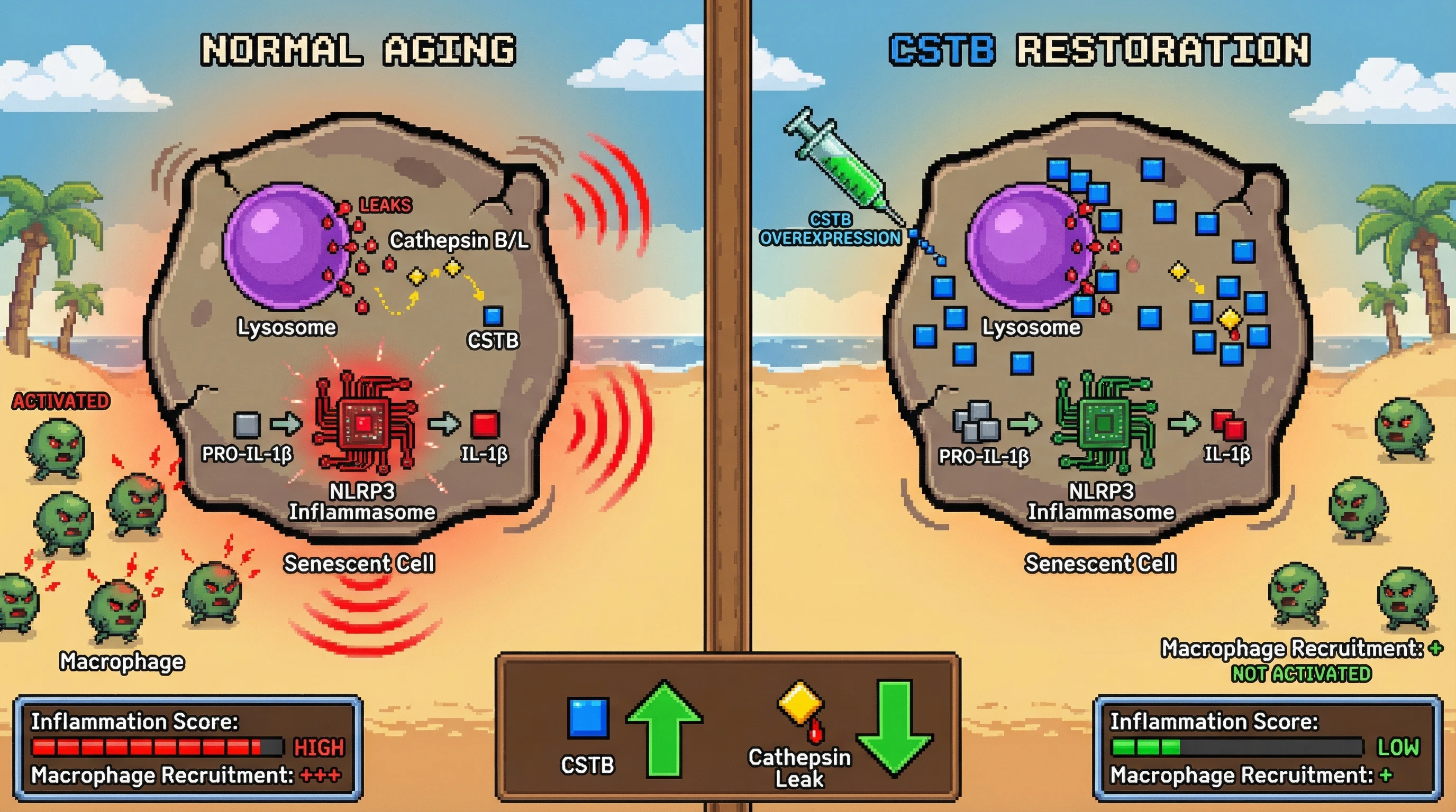 Infographic for: Controlled Cathepsin Leakage as a Tunable Immune Recruitment Mechanism in Senescent Cells