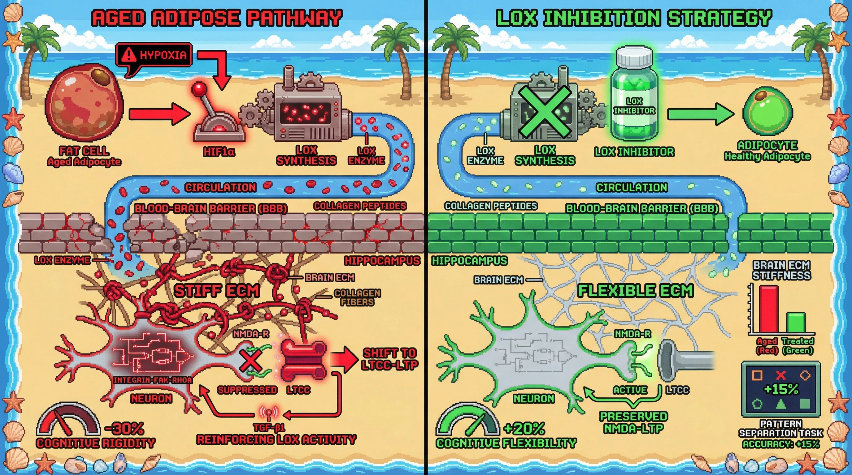 Infographic for: Adipose‑Derived ECM Stiffness Drives Neural Over‑Consolidation via LOX‑Mediated Crosstalk
