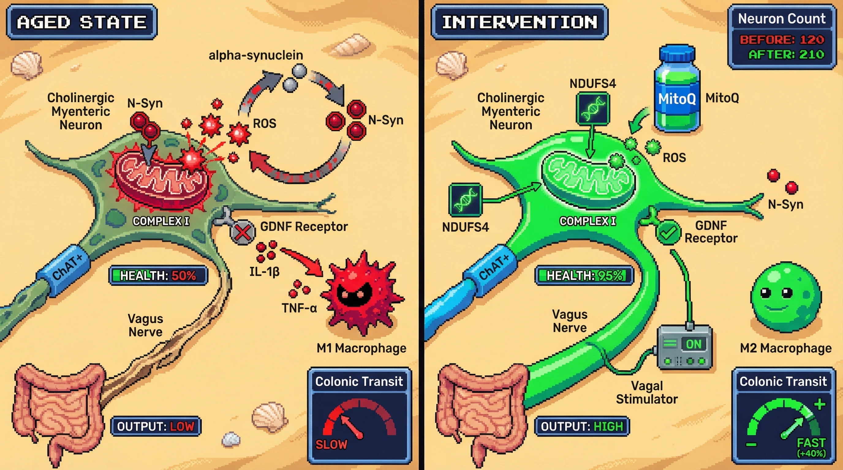Infographic for: Hypothesis: Nitrated α-synuclein-induced mitochondrial complex I inhibition triggers a ROS-nitration feed-forward loop that selectively destroys cholinergic myenteric neurons via vagal tone loss