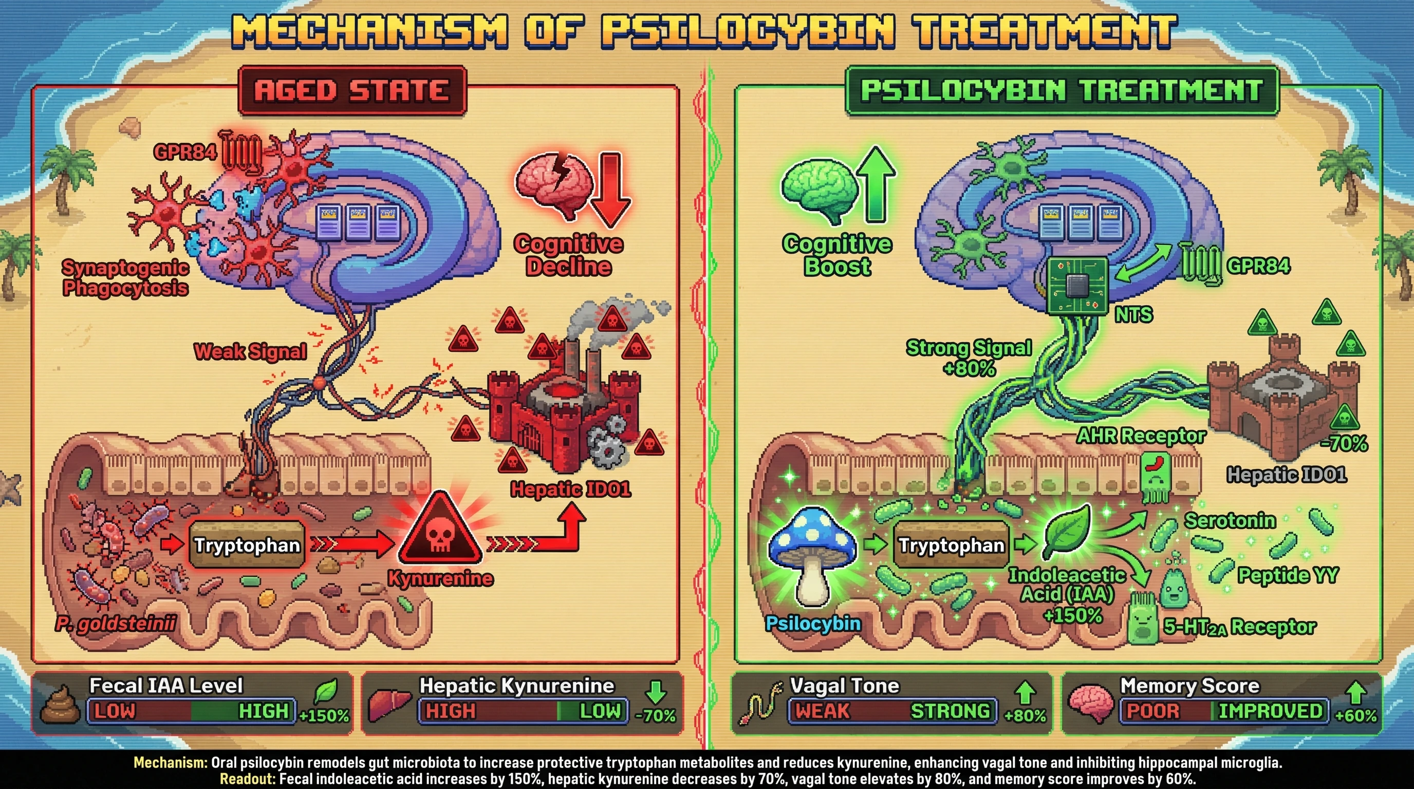 Infographic for: Psilocybin reshapes the gut microbiome to boost protective tryptophan metabolites and vagal-hippocampal signaling, reversing age-related cognitive decline