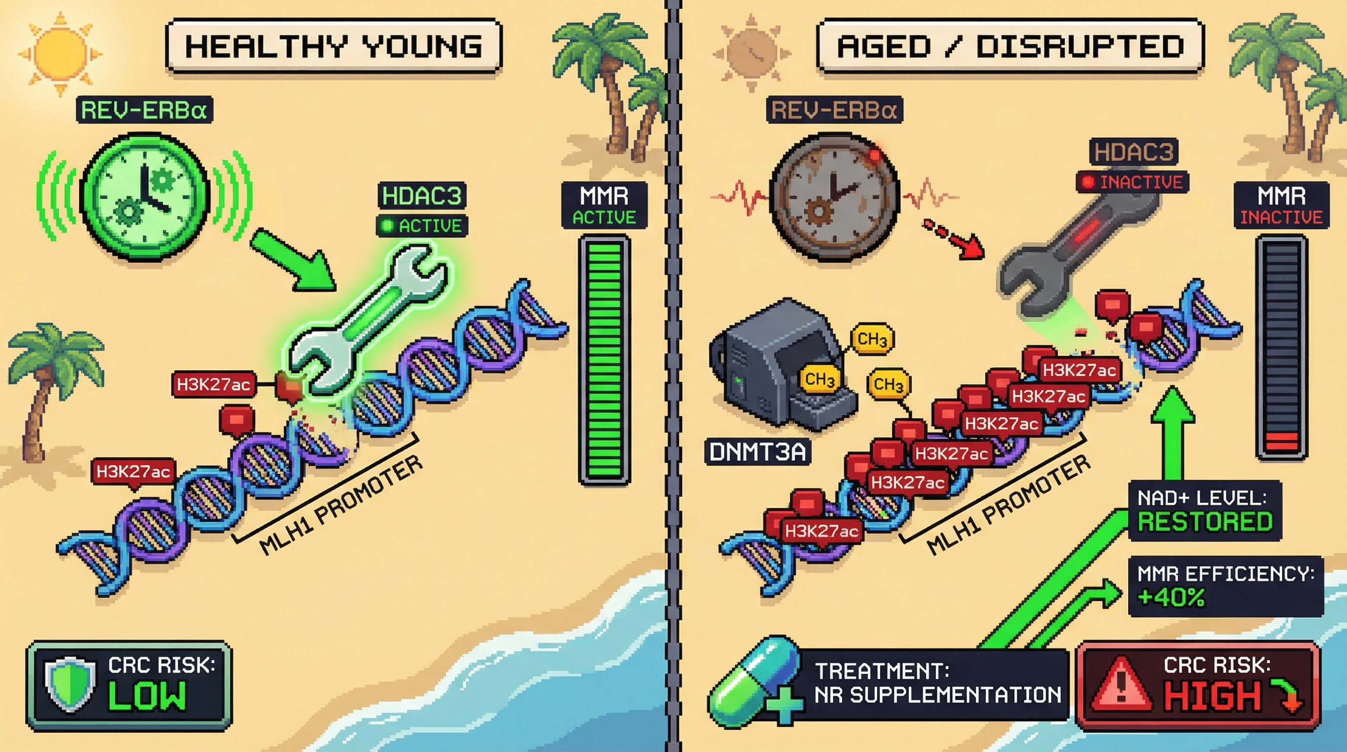 Infographic for: Circadian Clock Gates Mismatch Repair via Rhythmic HDAC3 Recruitment to MLH1 Promoter