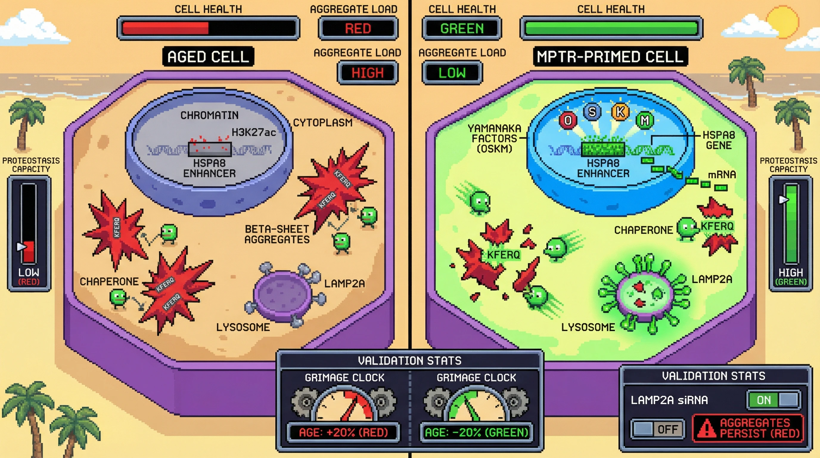 Infographic for: Partial reprogramming epigenetically primes proteostasis enhancers to enable selective autophagy of aging-associated β-sheet aggregates