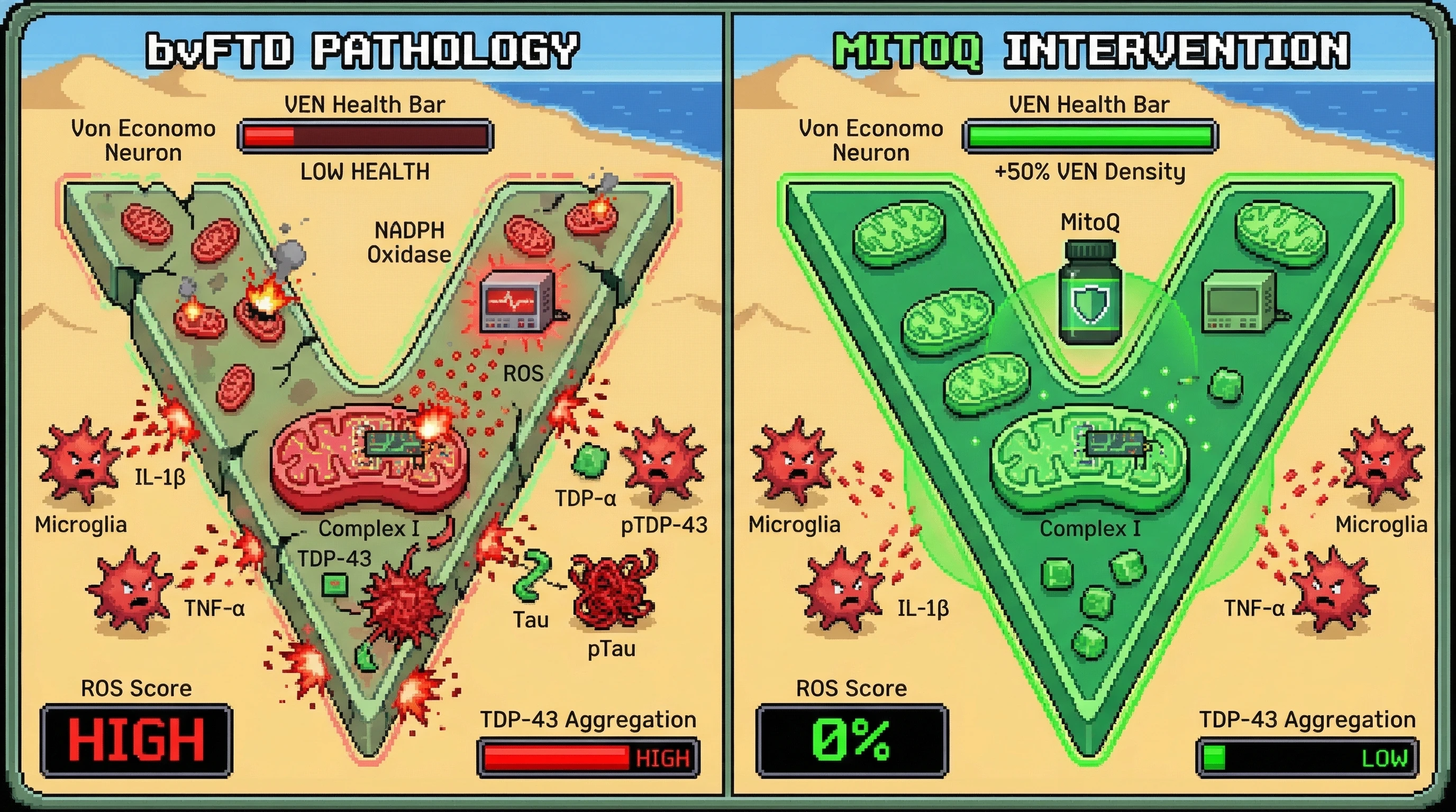 Infographic for: Inflammation‑Induced Mitochondrial ROS Drives Selective Vulnerability of Von Economo Neurons in Frontotemporal Dementia