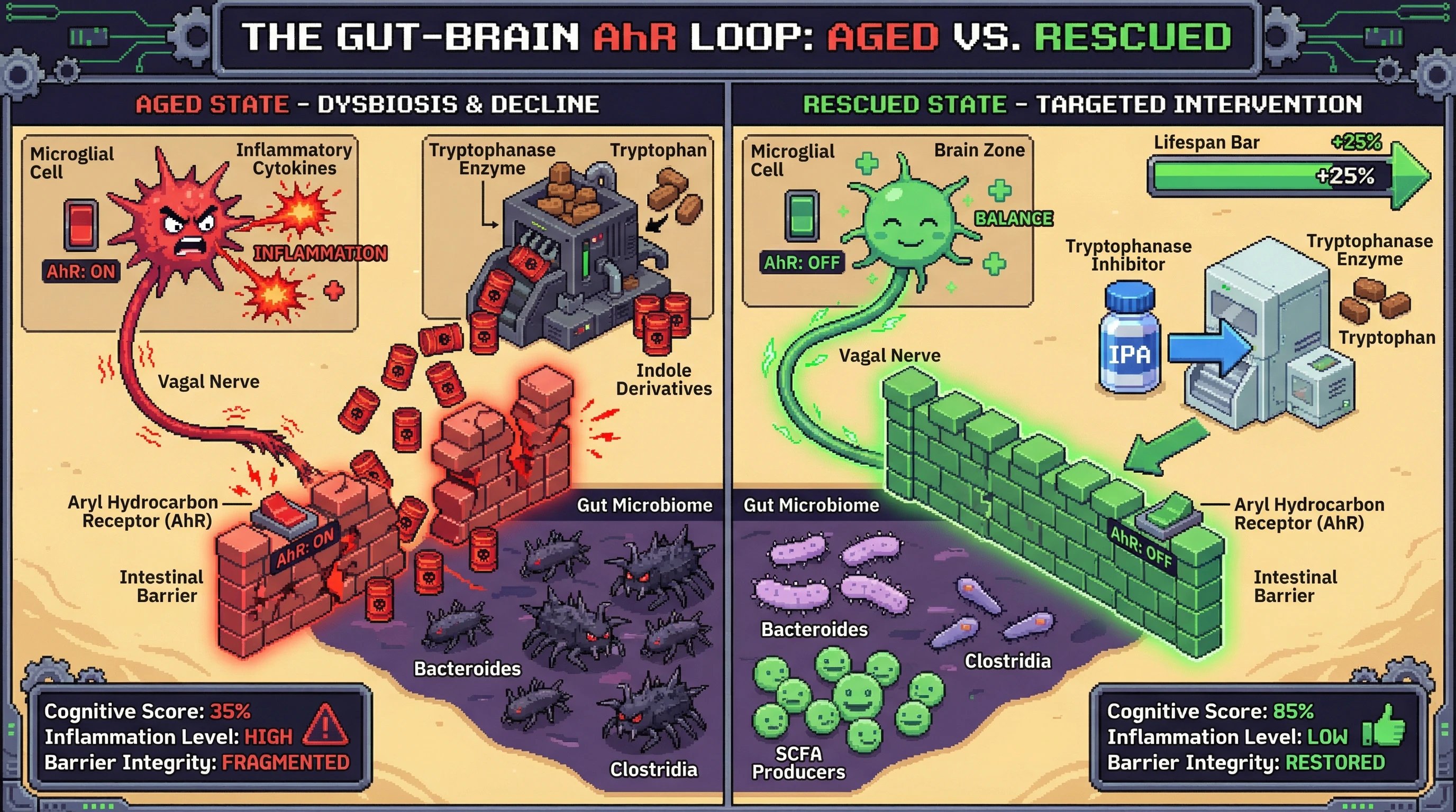 Infographic for: Microbial tryptophanase-driven AhR activation as a metabolic clock linking gut dysbiosis to neuroinflammation and cognitive aging