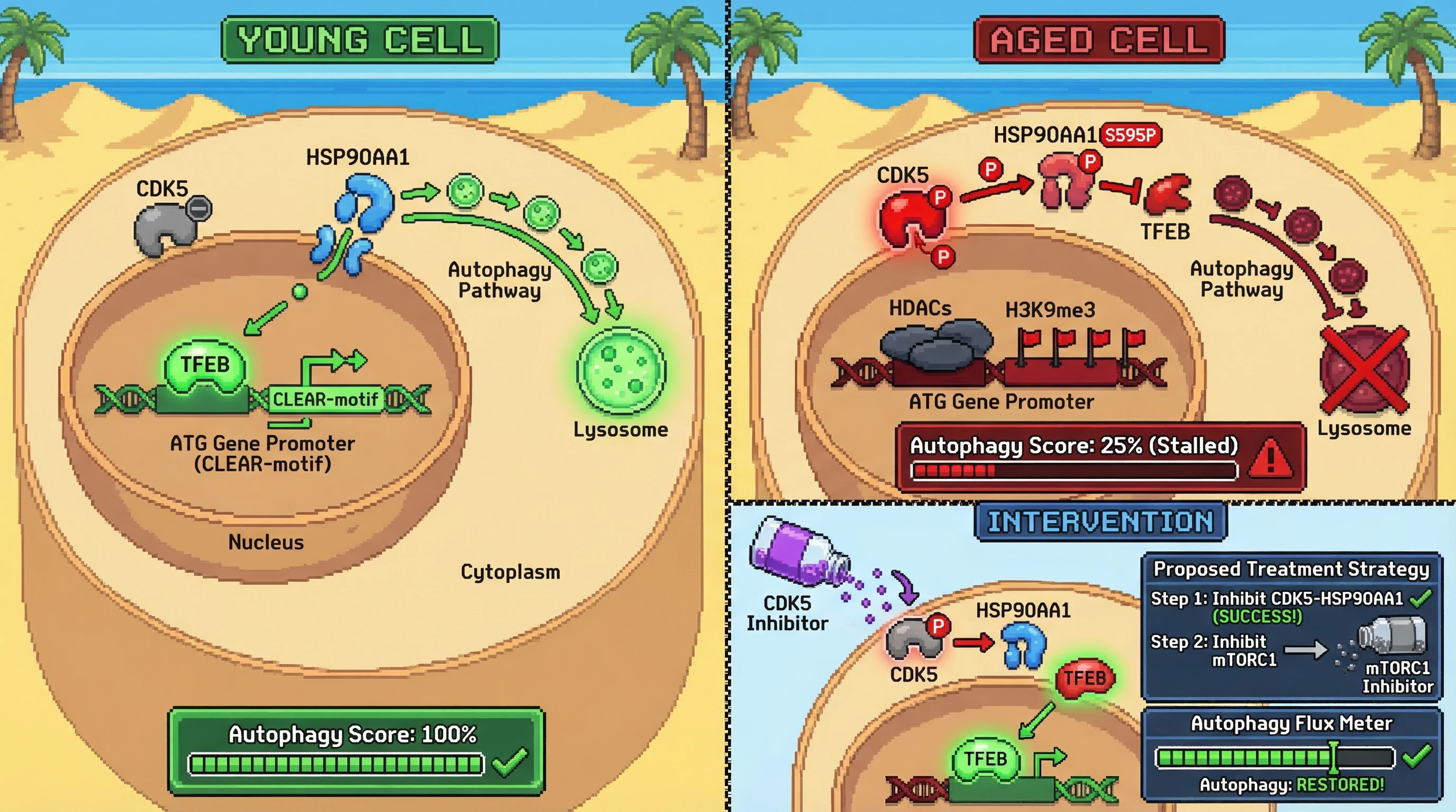 Mechanism: In aging, active CDK5 phosphorylates HSP90AA1, preventing TFEB from entering the nucleus and activating ATG gene promoters. Readout: Readout: This leads to stalled autophagy flux and a significantly reduced 'Autophagy Score', which can be restored by inhibiting CDK5-HSP90AA1.