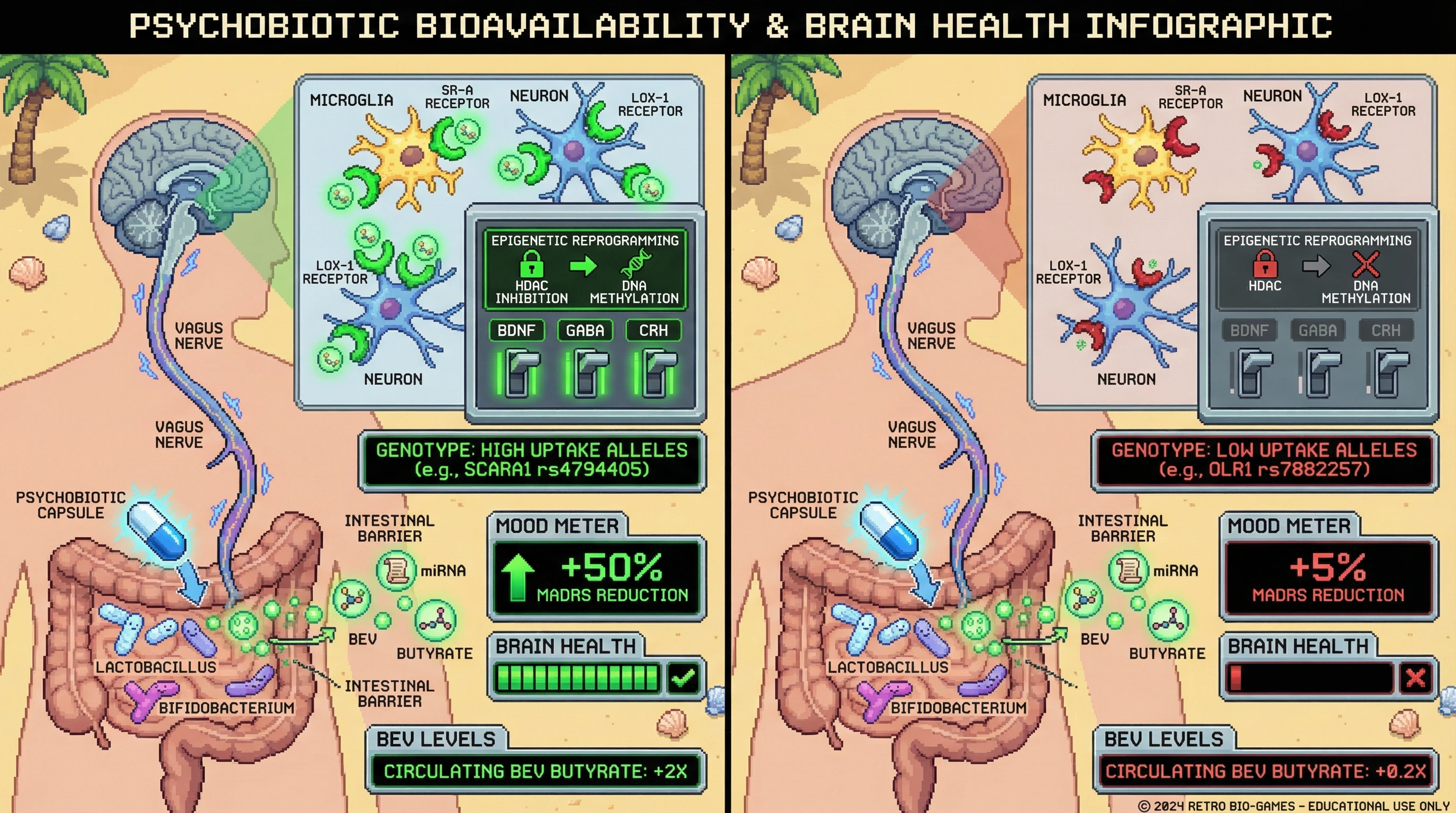 Mechanism: Host genetic variation in SR-A/LOX-1 receptors dictates the brain's uptake of neuroactive BEVs from psychobiotics, leading to differential epigenetic reprogramming of stress-response genes. Readout: Readout: High-uptake genotypes show a 50% reduction in depressive symptoms and a 2-fold increase in circulating BEV markers compared to low-uptake genotypes.