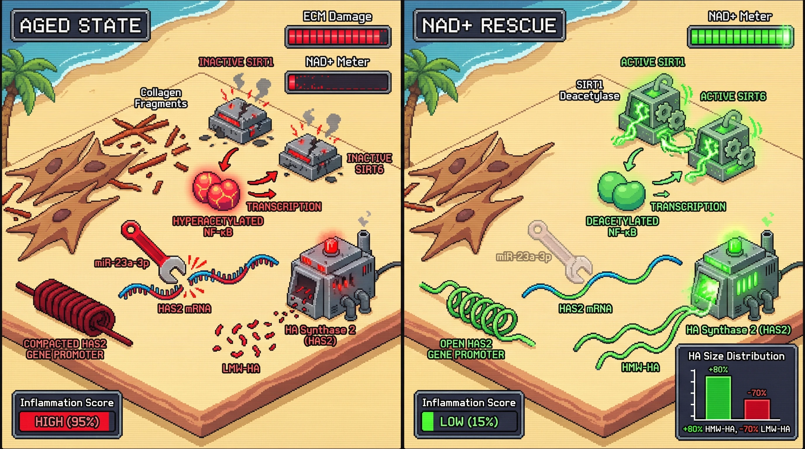 Infographic for: NAD+-Sirtuin Axis as a Molecular Gauge That Couples ECM Damage Signaling to HAS2 Suppression in Skin Aging