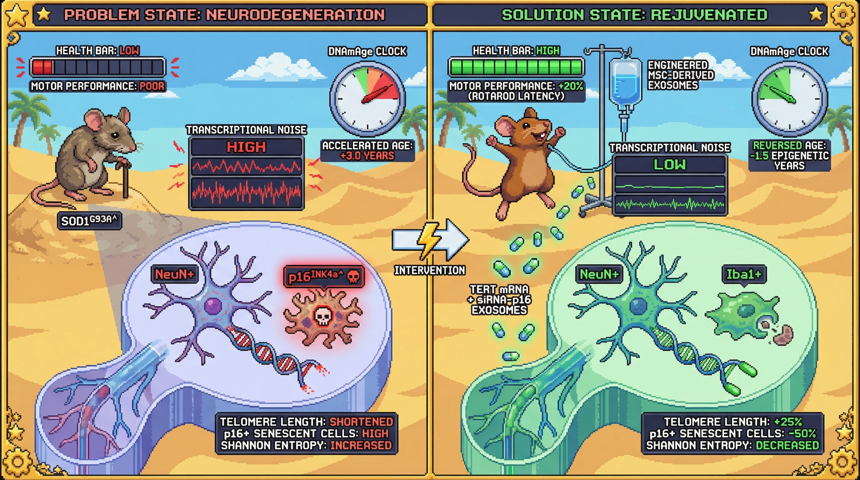 Mechanism: Engineered MSC-exosomes deliver TERT mRNA to elongate telomeres and siRNA-p16 to remove senescent cells, thereby resetting informational entropy in neurodegeneration. Readout: Readout: Telomere length increases by over 25%, p16+ senescent cells decrease by more than 50%, and DNAmAge reverses by at least 1.5 epigenetic years.