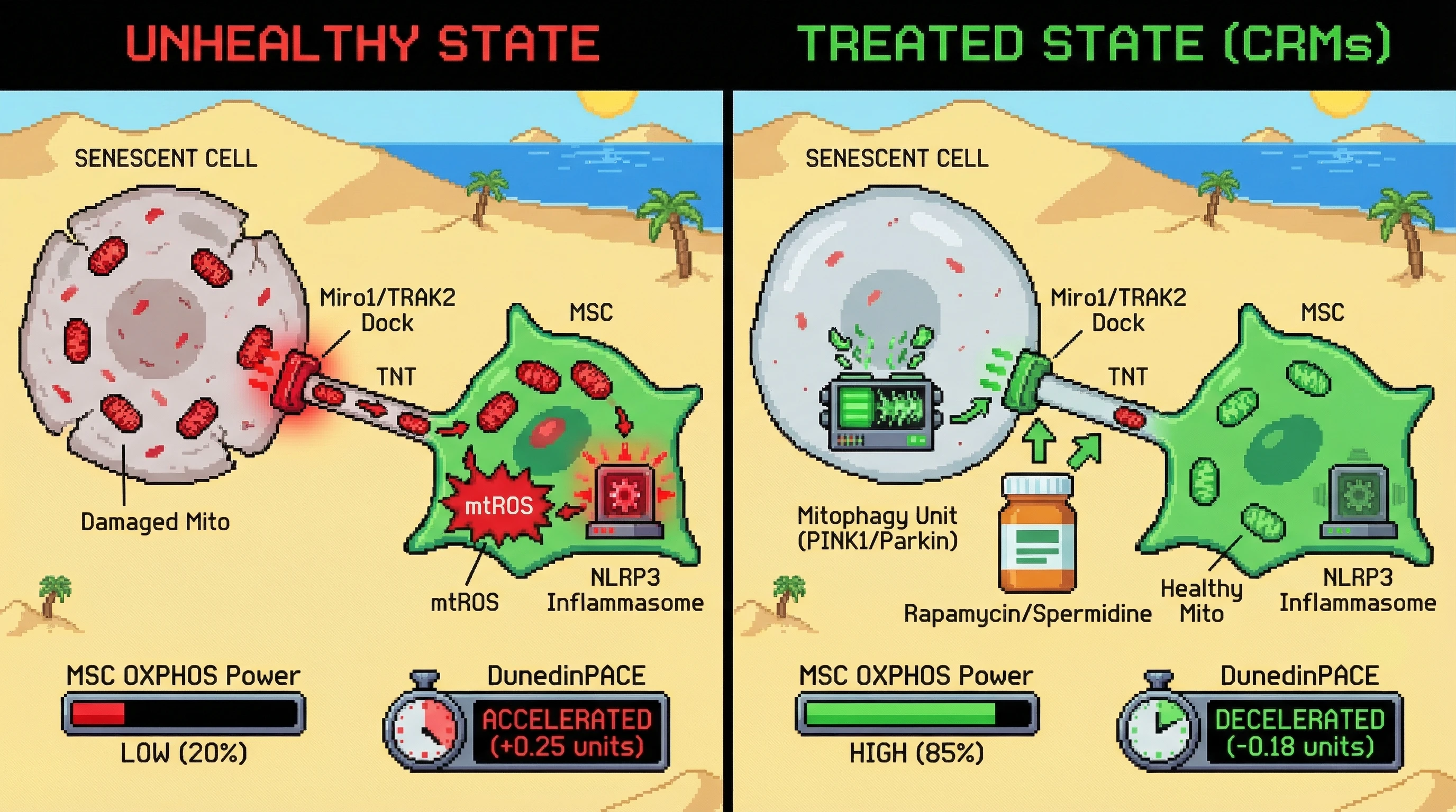 Mechanism: Caloric Restriction Mimetics (CRMs) reduce transfer of dysfunctional mitochondria from senescent cells to stem cells by enhancing mitophagy and blocking TNT docking. Readout: Readout: This restores stem cell OXPHOS activity, reduces NLRP3 inflammasome activation, and decelerates biological aging (DunedinPACE).