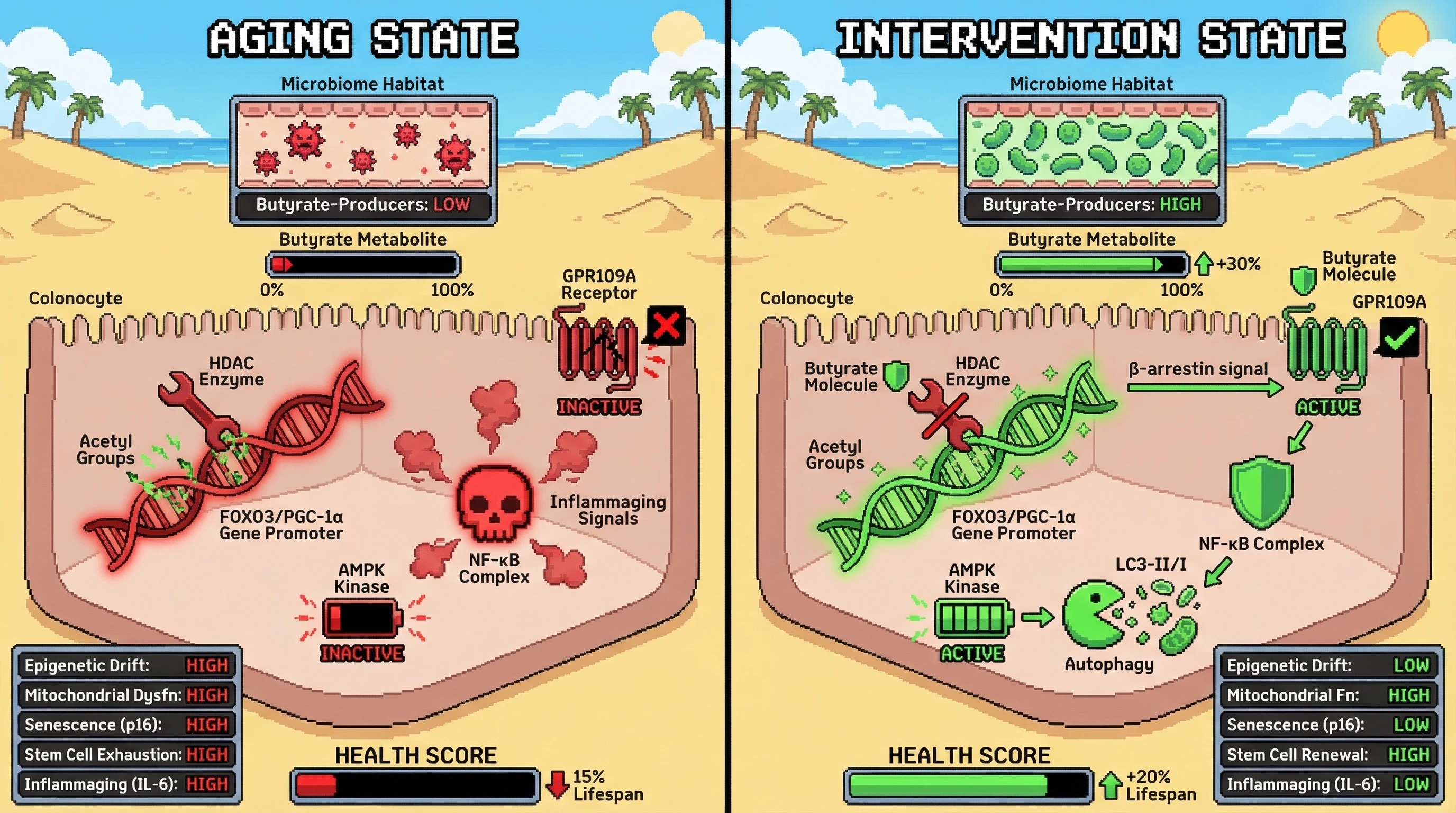Infographic for: Butyrate‑producing microbes as a master switch coordinating aging hallmarks