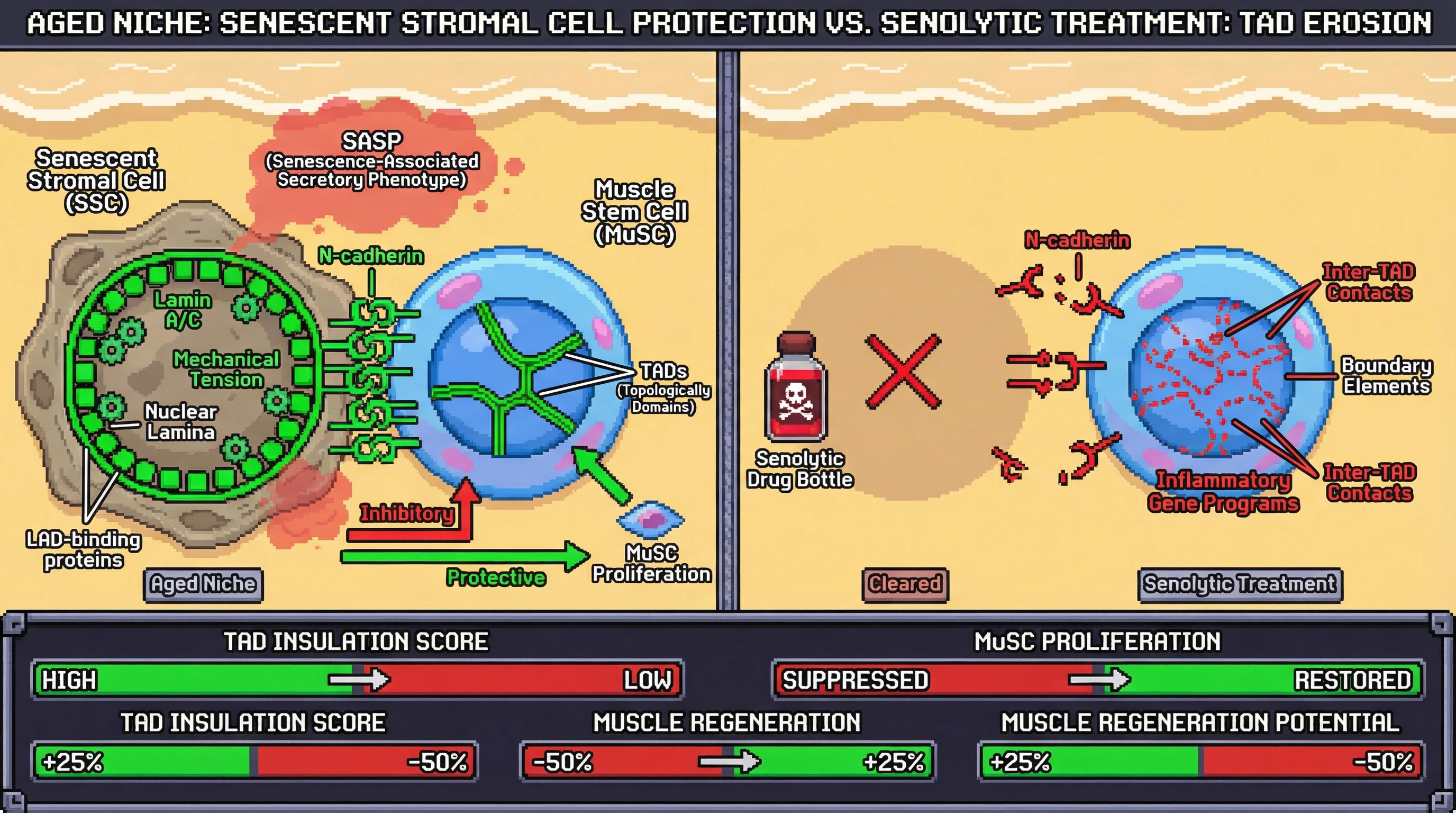 Mechanism: Senescent stromal cells act as physical scaffolds, using Lamin A/C and N-cadherin to maintain muscle stem cell (MuSC) chromatin integrity. Readout: Readout: Clearing senescent cells with senolytics causes TAD erosion, reduces MuSC proliferation, and decreases muscle regeneration potential.