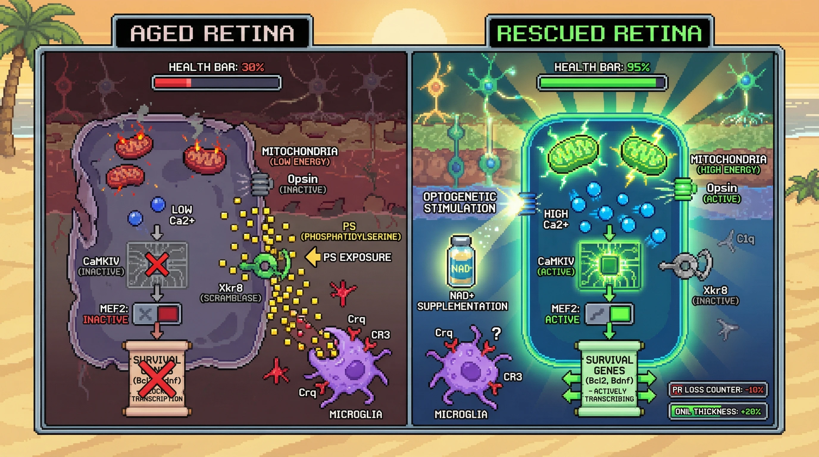 Infographic for: Activity-Dependent Microglial Pruning of Photoreceptors as an Adaptive Response to Energetic Decline in Aging Retina