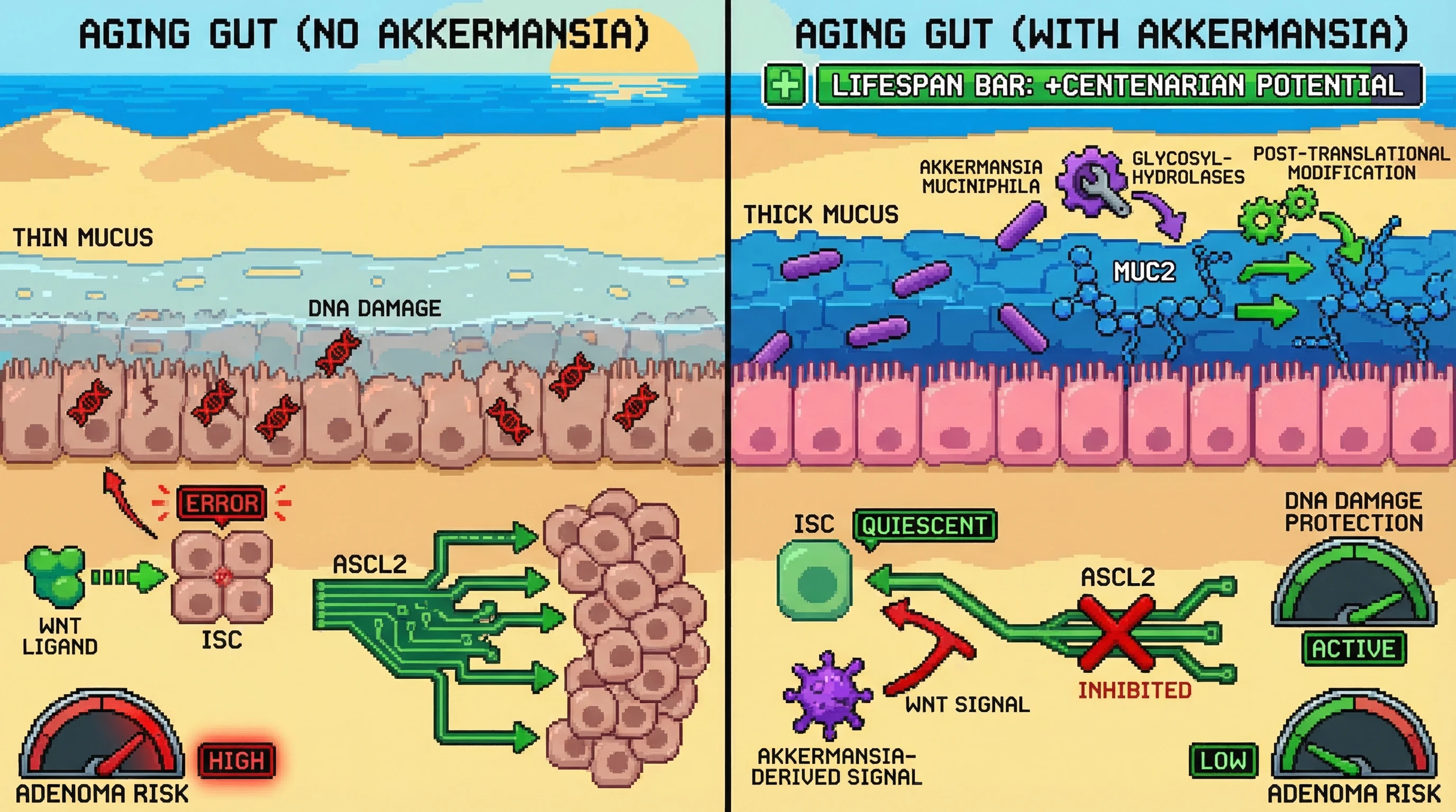 Mechanism: Akkermansia muciniphila acts as a rheostat in the aging gut, enhancing mucin barrier integrity via post-translational modification and inducing intestinal stem cell quiescence by inhibiting Wnt/Ascl2 signaling. Readout: Readout: This process prevents clonal expansion of damaged cells, reducing adenoma risk and supporting centenarian-like longevity.